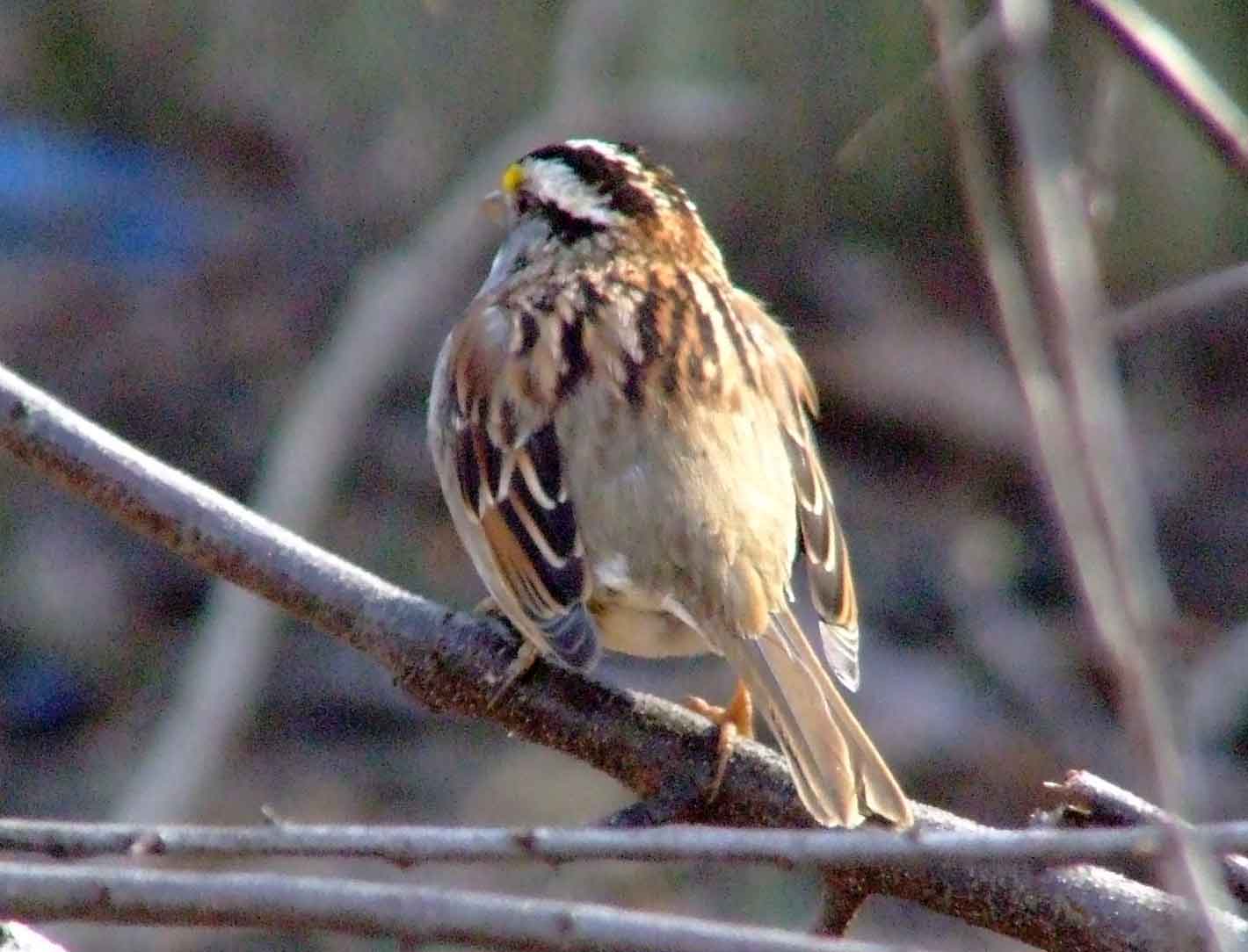 bird watching, C and O Canal, DC, Dick Maley, display, Fuji Digital Camera S9600, Hughes Hollow, Hunting Quarter Road, Marsh, Maryland, MD, Montgomery County, North America, photography, Poolesville, Potomac, Richard Maley, river, USA, Washington, Wetlands, Google Images, White-throated Sparrow