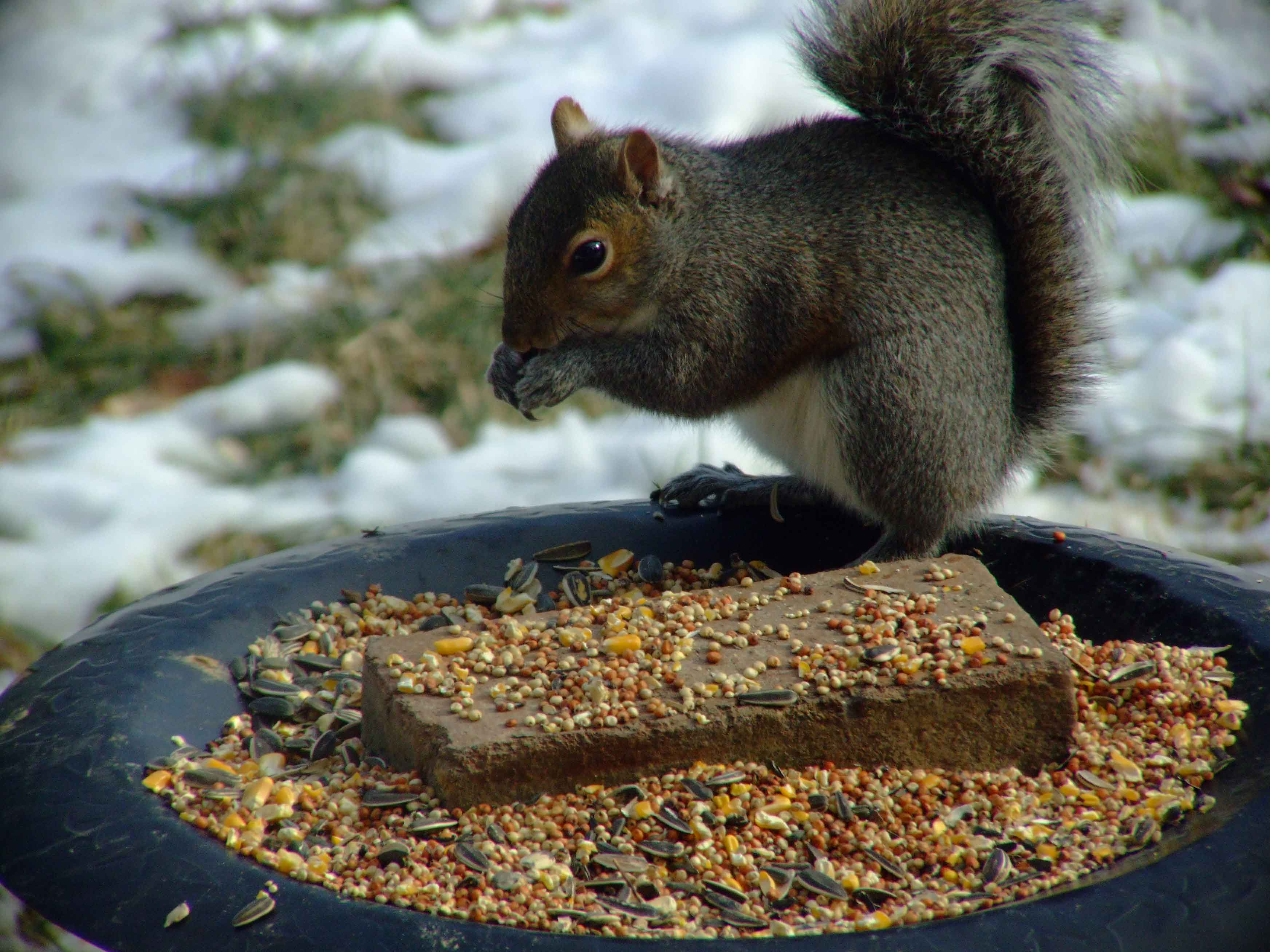 bird feeders, bird food, bird watching, C and O Canal, DC, Dick Maley, display, fancy rat, fluffy tail, Fuji Digital Camera S9600, Google Images, Hughes Hollow, Hunting Quarter Road, Marsh, Maryland, MD, Montgomery County, nature, North America, pests, photography, Poolesville, Potomac, Richard Maley, river, Squirrel, squirrel proof, USA, Washington, Wetlands