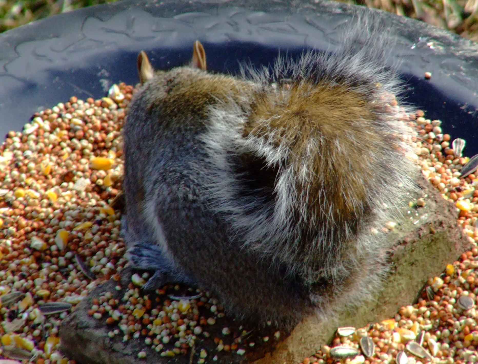 bird feeders, bird food, bird watching, C and O Canal, DC, Dick Maley, display, fancy rat, fluffy tail, Fuji Digital Camera S9600, Google Images, Hughes Hollow, Hunting Quarter Road, Marsh, Maryland, MD, Montgomery County, nature, North America, pests, photography, Poolesville, Potomac, Richard Maley, river, Squirrel, squirrel proof, USA, Washington, Wetlands