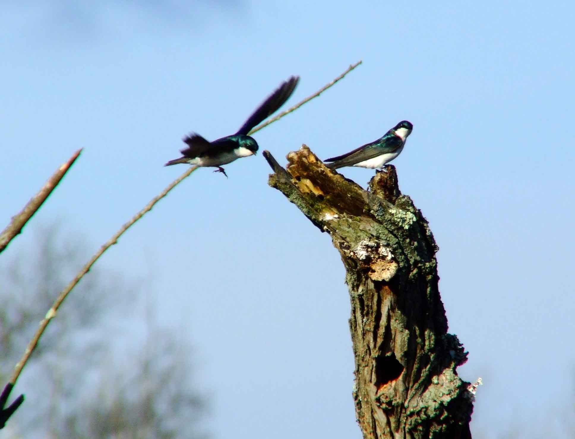 bird watching, C and O Canal, DC, Dick Maley, display, Fuji Digital Camera S9600, Hughes Hollow, Hunting Quarter Road, Marsh, Maryland, MD, Montgomery County, North America, photography, Poolesville, Potomac, Richard Maley, river, USA, Washington, Wetlands, Google Images, Tree Swallow