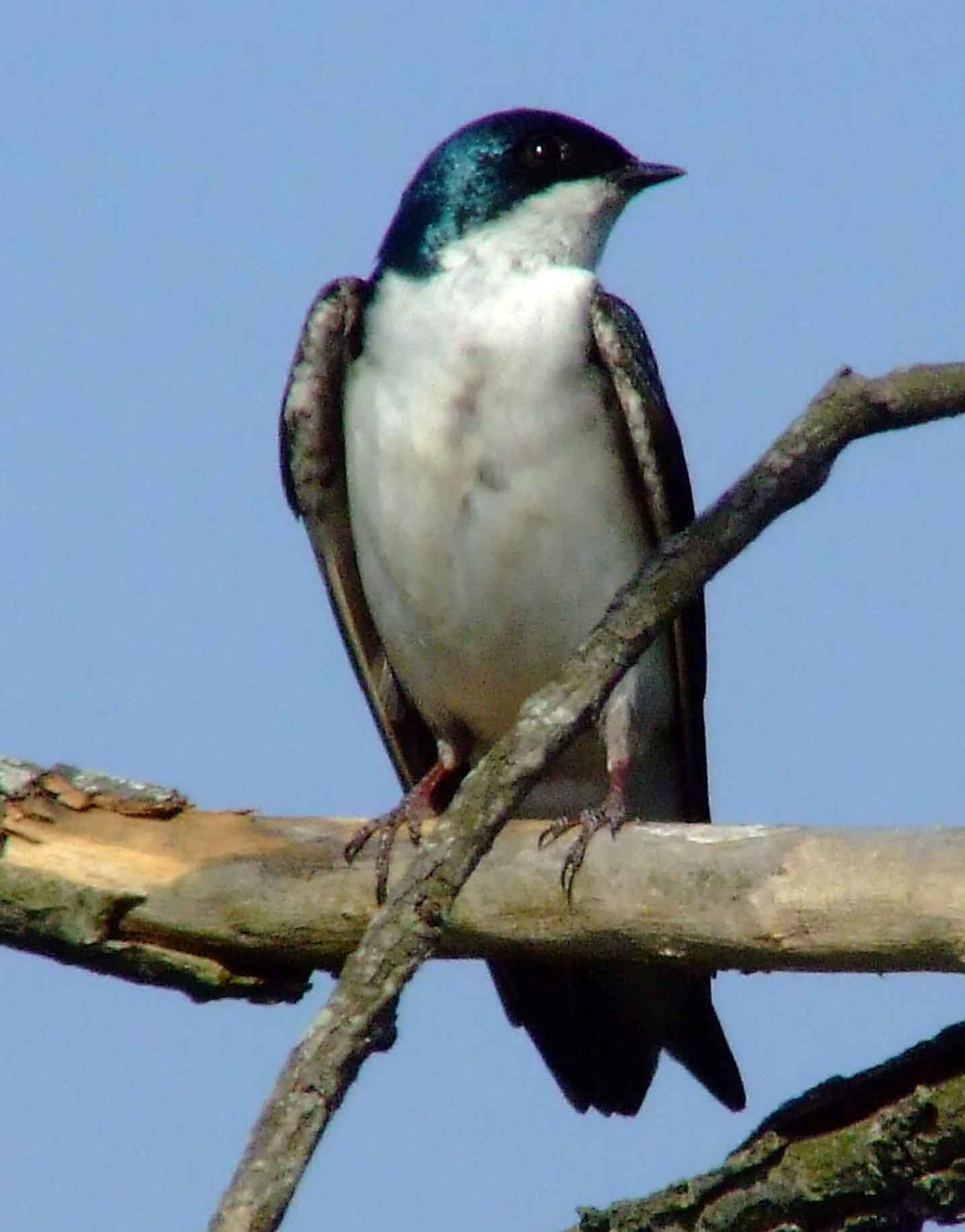 bird watching, C and O Canal, DC, Dick Maley, display, Fuji Digital Camera S9600, Hughes Hollow, Hunting Quarter Road, Marsh, Maryland, MD, Montgomery County, North America, photography, Poolesville, Potomac, Richard Maley, river, USA, Washington, Wetlands, Google Images, Tree Swallow