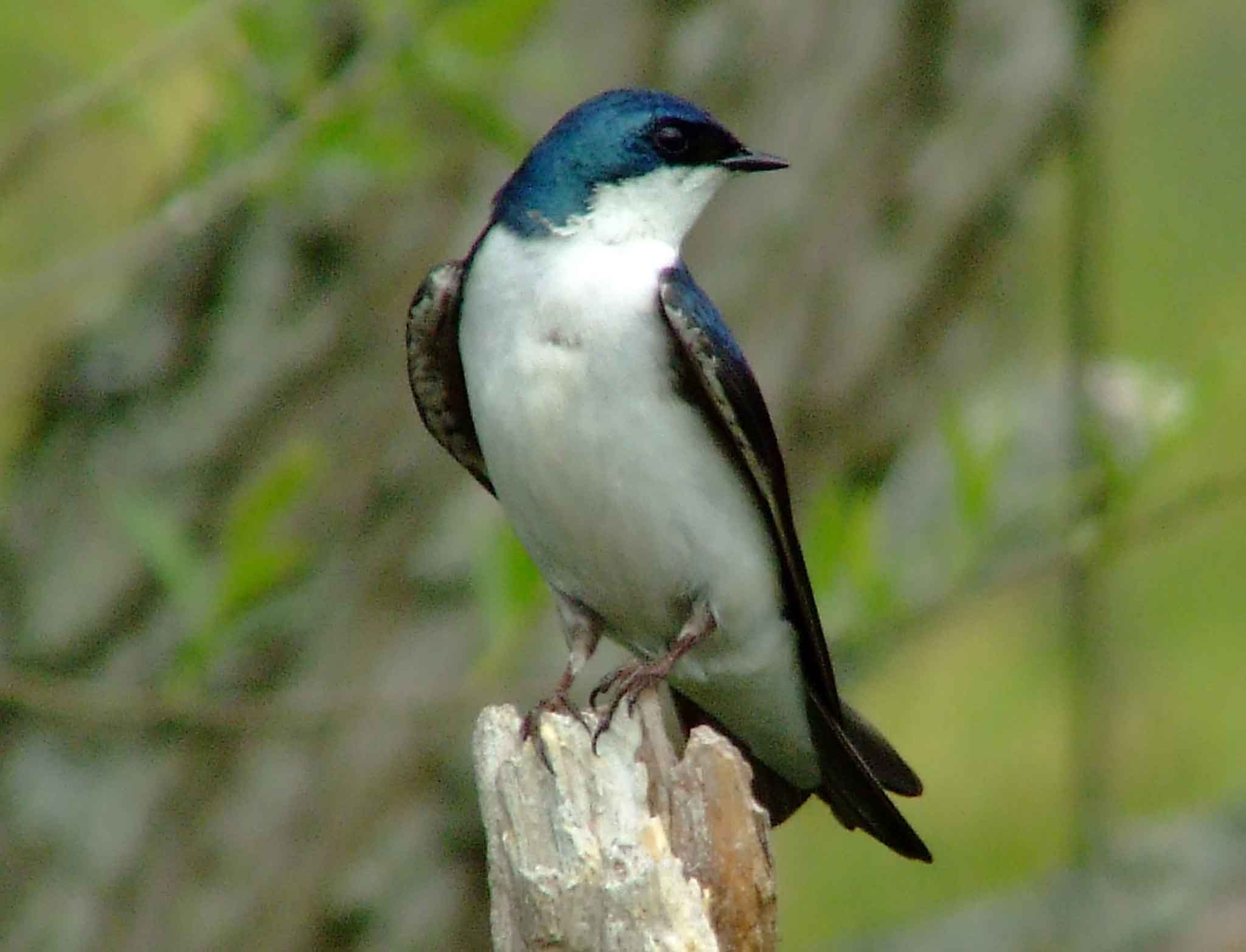 bird watching, C and O Canal, DC, Dick Maley, display, Fuji Digital Camera S9600, Hughes Hollow, Hunting Quarter Road, Marsh, Maryland, MD, Montgomery County, North America, photography, Poolesville, Potomac, Richard Maley, river, USA, Washington, Wetlands, Google Images, Tree Swallow