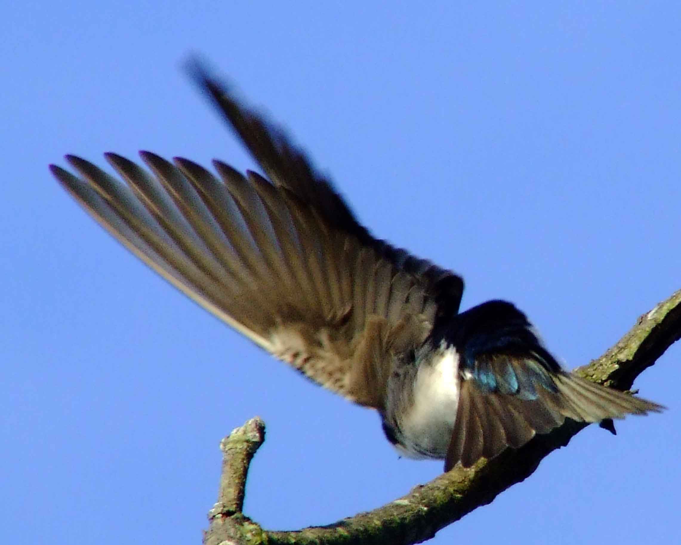 bird watching, C and O Canal, DC, Dick Maley, display, Fuji Digital Camera S9600, Hughes Hollow, Hunting Quarter Road, Marsh, Maryland, MD, Montgomery County, North America, photography, Poolesville, Potomac, Richard Maley, river, USA, Washington, Wetlands, Google Images, Tree Swallow