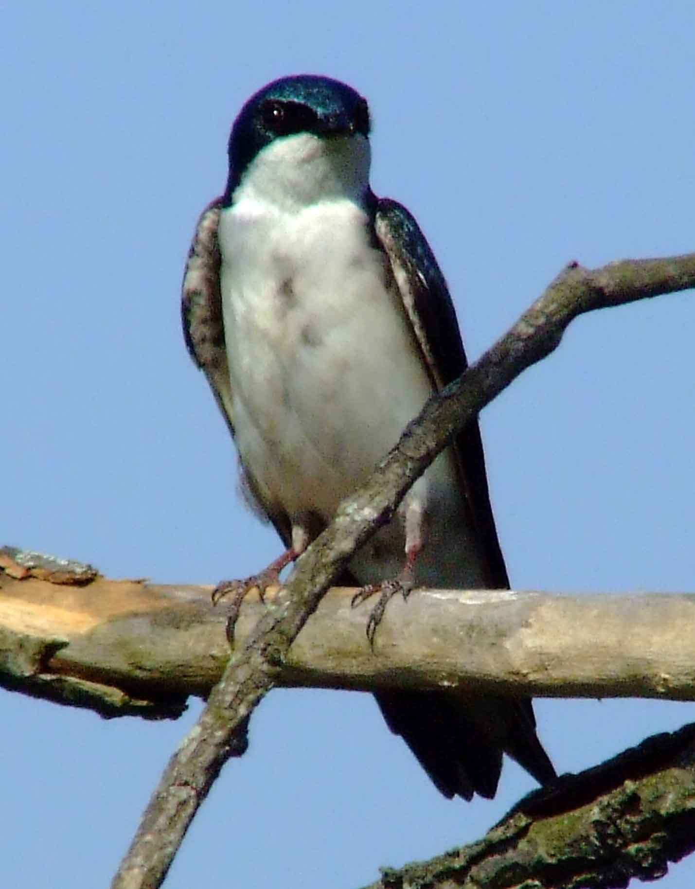 bird watching, C and O Canal, DC, Dick Maley, display, Fuji Digital Camera S9600, Hughes Hollow, Hunting Quarter Road, Marsh, Maryland, MD, Montgomery County, North America, photography, Poolesville, Potomac, Richard Maley, river, USA, Washington, Wetlands, Google Images, Tree Swallow