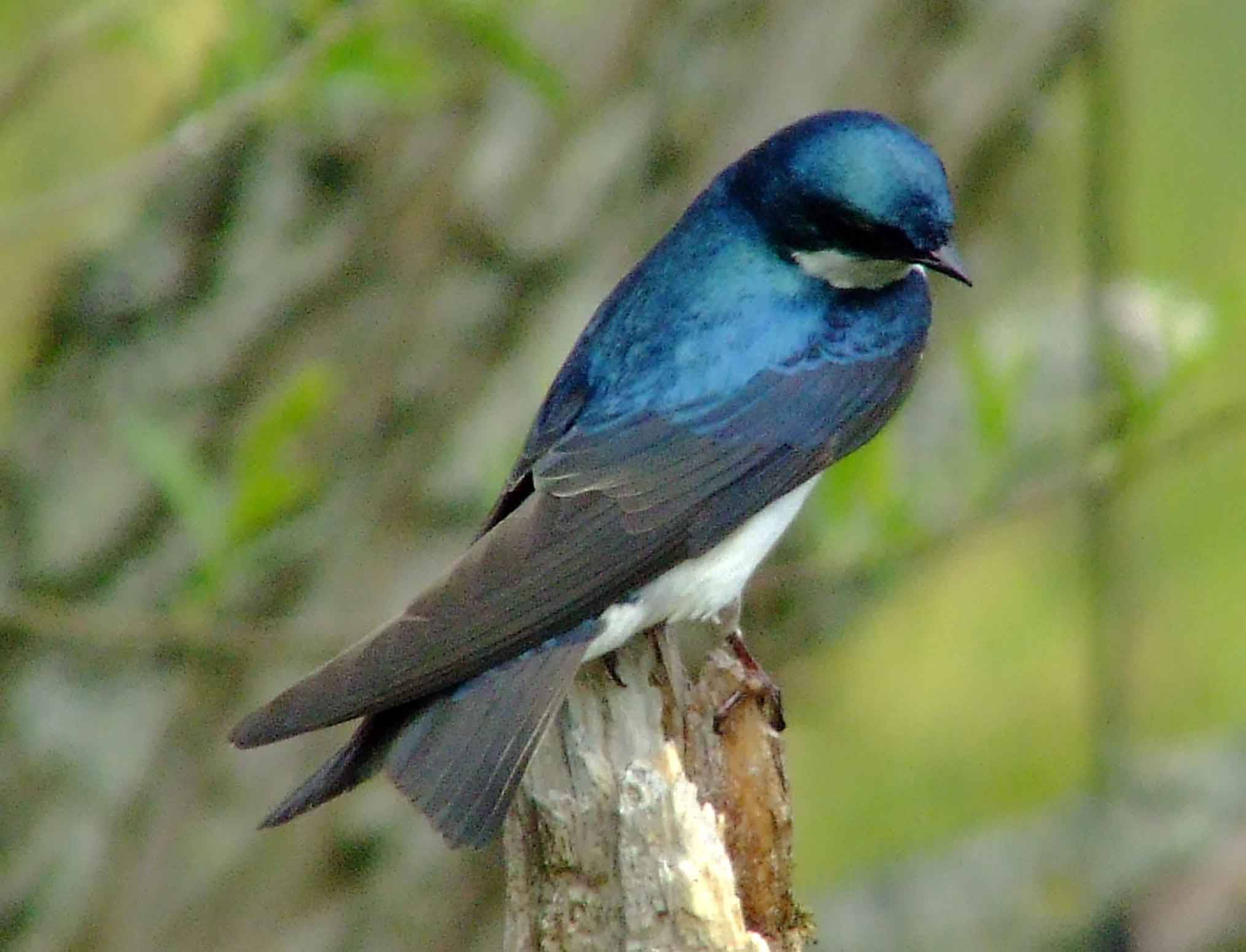 bird watching, C and O Canal, DC, Dick Maley, display, Fuji Digital Camera S9600, Hughes Hollow, Hunting Quarter Road, Marsh, Maryland, MD, Montgomery County, North America, photography, Poolesville, Potomac, Richard Maley, river, USA, Washington, Wetlands, Google Images, Tree Swallow