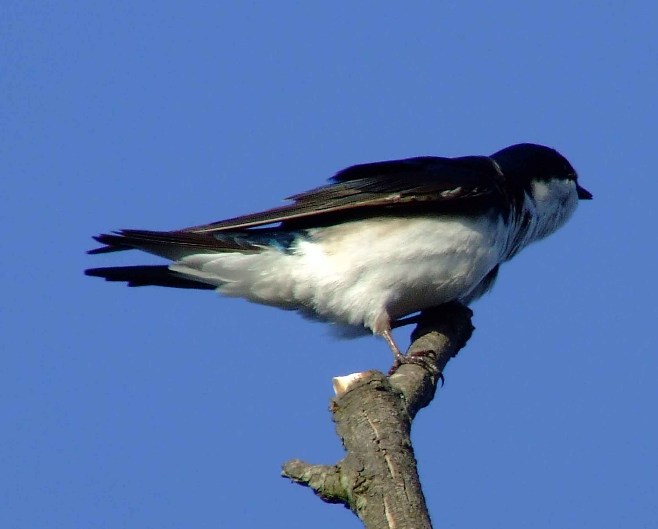 bird watching, C and O Canal, DC, Dick Maley, display, Fuji Digital Camera S9600, Hughes Hollow, Hunting Quarter Road, Marsh, Maryland, MD, Montgomery County, North America, photography, Poolesville, Potomac, Richard Maley, river, USA, Washington, Wetlands, Google Images, Tree Swallow