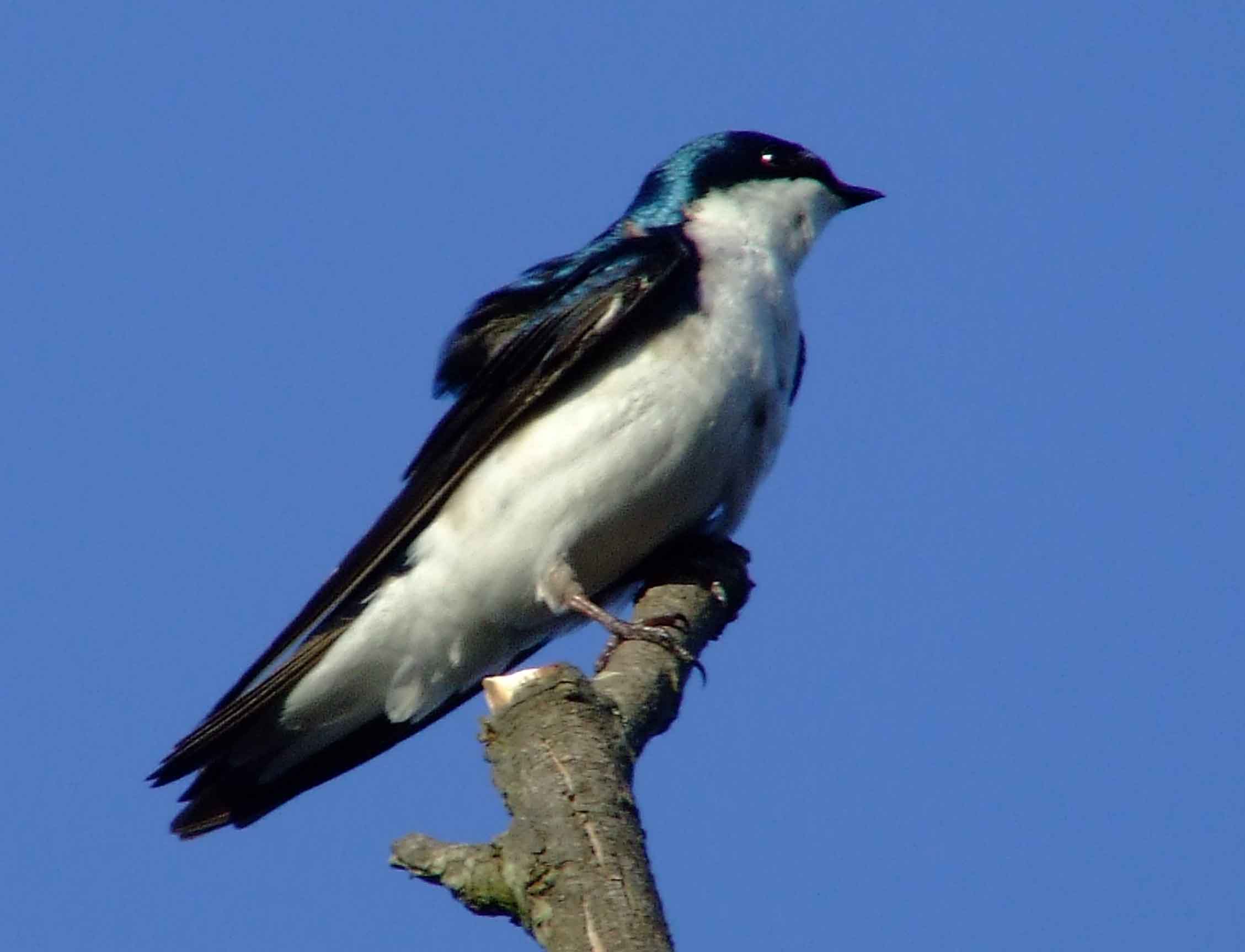 bird watching, C and O Canal, DC, Dick Maley, display, Fuji Digital Camera S9600, Hughes Hollow, Hunting Quarter Road, Marsh, Maryland, MD, Montgomery County, North America, photography, Poolesville, Potomac, Richard Maley, river, USA, Washington, Wetlands, Google Images, Tree Swallow