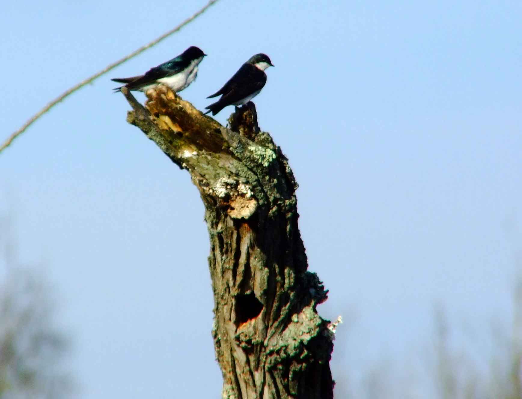 bird watching, C and O Canal, DC, Dick Maley, display, Fuji Digital Camera S9600, Hughes Hollow, Hunting Quarter Road, Marsh, Maryland, MD, Montgomery County, North America, photography, Poolesville, Potomac, Richard Maley, river, USA, Washington, Wetlands, Google Images, Tree Swallow