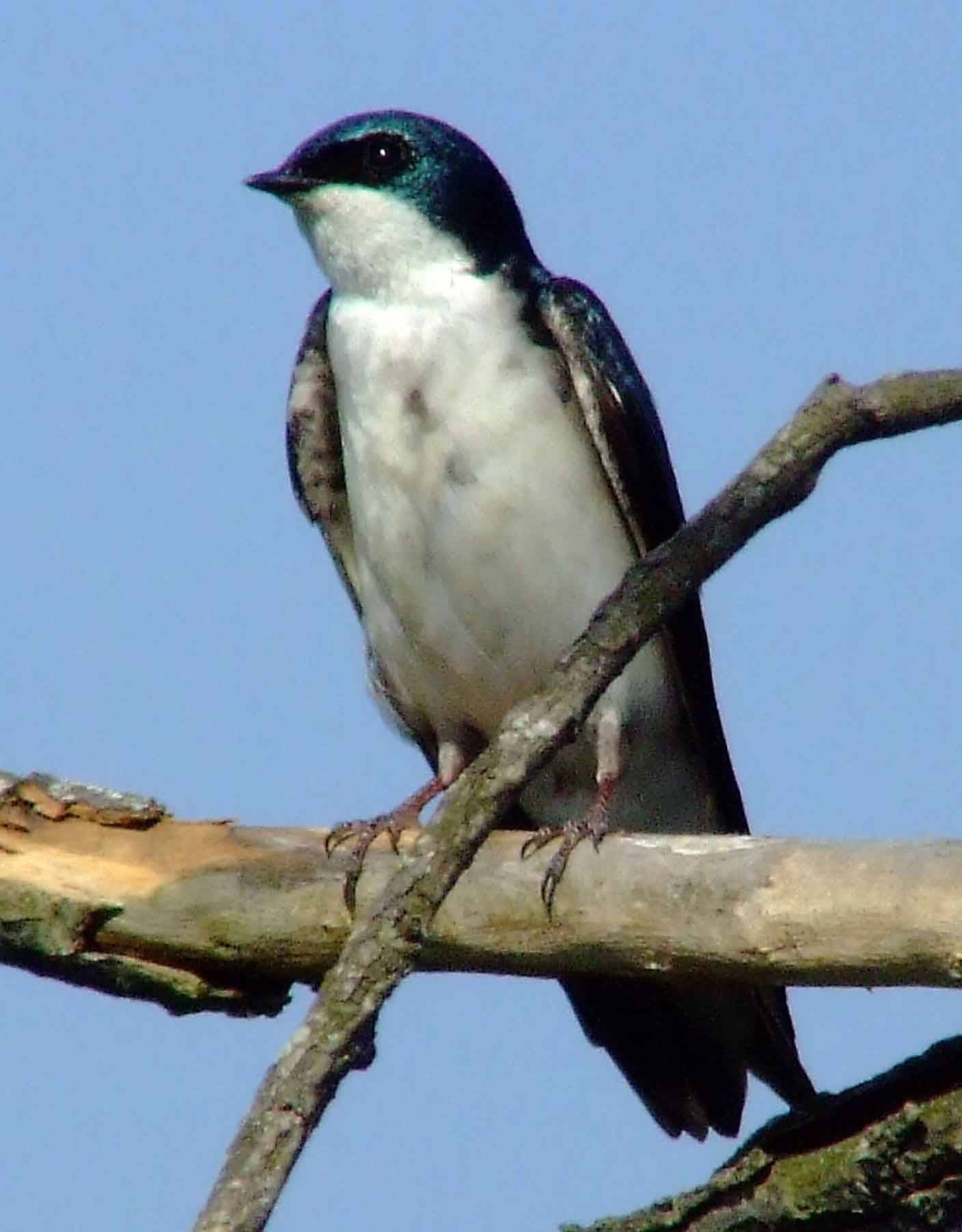 bird watching, C and O Canal, DC, Dick Maley, display, Fuji Digital Camera S9600, Hughes Hollow, Hunting Quarter Road, Marsh, Maryland, MD, Montgomery County, North America, photography, Poolesville, Potomac, Richard Maley, river, USA, Washington, Wetlands, Google Images, Tree Swallow