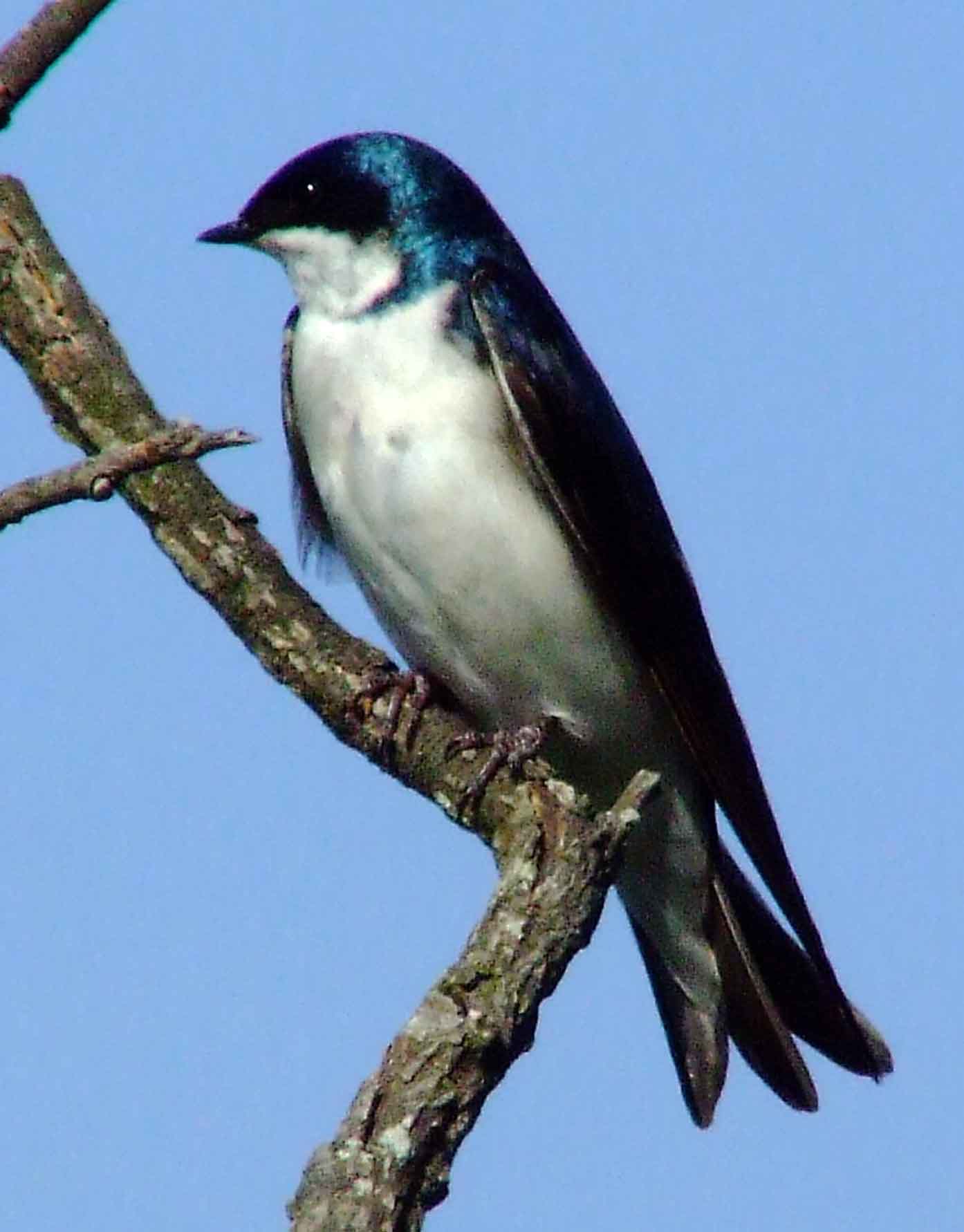 bird watching, C and O Canal, DC, Dick Maley, display, Fuji Digital Camera S9600, Hughes Hollow, Hunting Quarter Road, Marsh, Maryland, MD, Montgomery County, North America, photography, Poolesville, Potomac, Richard Maley, river, USA, Washington, Wetlands, Google Images, Tree Swallow