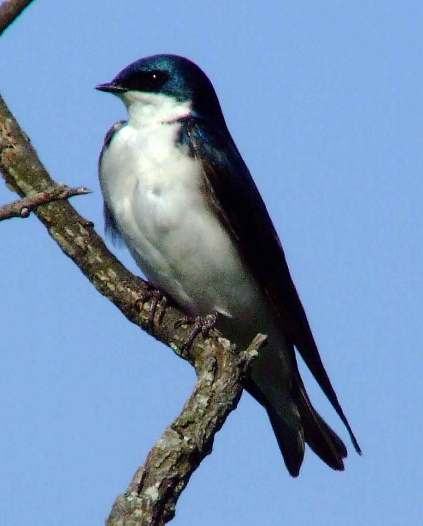 bird watching, C and O Canal, DC, Dick Maley, display, Fuji Digital Camera S9600, Hughes Hollow, Hunting Quarter Road, Marsh, Maryland, MD, Montgomery County, North America, photography, Poolesville, Potomac, Richard Maley, river, USA, Washington, Wetlands, Google Images, Tree Swallow