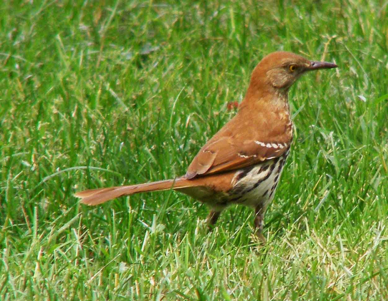 bird watching, C and O Canal, DC, Dick Maley, display, Fuji Digital Camera S9600, Hughes Hollow, Hunting Quarter Road, Marsh, Maryland, MD, Montgomery County, North America, photography, Poolesville, Potomac, Richard Maley, river, USA, Washington, Wetlands, Google Images, Brown Thrasher