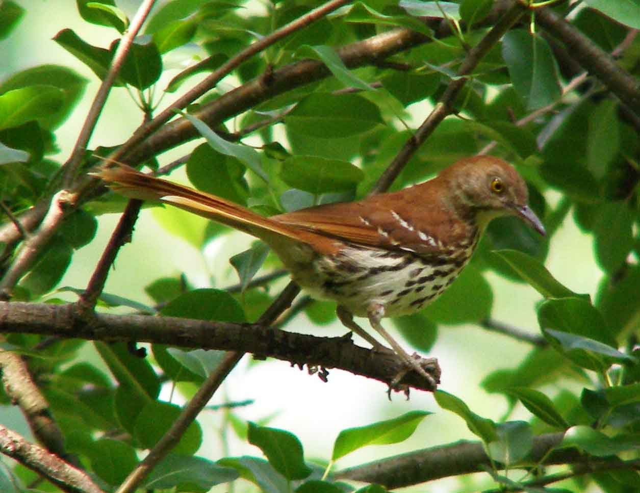 bird watching, C and O Canal, DC, Dick Maley, display, Fuji Digital Camera S9600, Hughes Hollow, Hunting Quarter Road, Marsh, Maryland, MD, Montgomery County, North America, photography, Poolesville, Potomac, Richard Maley, river, USA, Washington, Wetlands, Google Images, Brown Thrasher