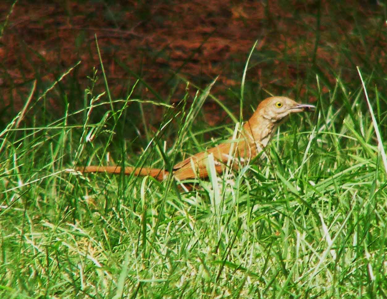 bird watching, C and O Canal, DC, Dick Maley, display, Fuji Digital Camera S9600, Hughes Hollow, Hunting Quarter Road, Marsh, Maryland, MD, Montgomery County, North America, photography, Poolesville, Potomac, Richard Maley, river, USA, Washington, Wetlands, Google Images, Brown Thrasher