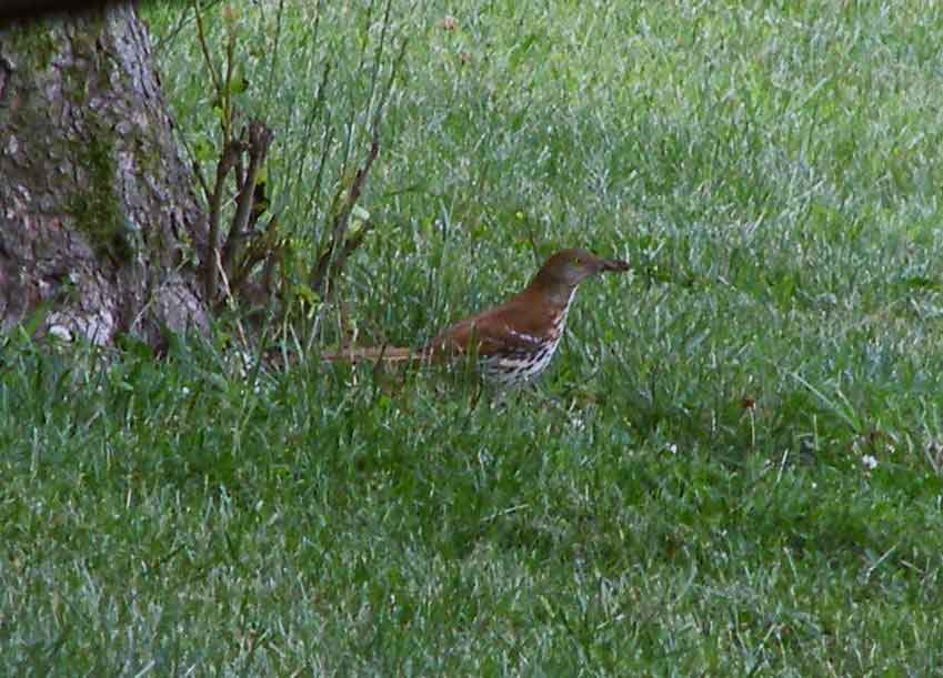 bird watching, C and O Canal, DC, Dick Maley, display, Fuji Digital Camera S9600, Hughes Hollow, Hunting Quarter Road, Marsh, Maryland, MD, Montgomery County, North America, photography, Poolesville, Potomac, Richard Maley, river, USA, Washington, Wetlands, Google Images, Brown Thrasher