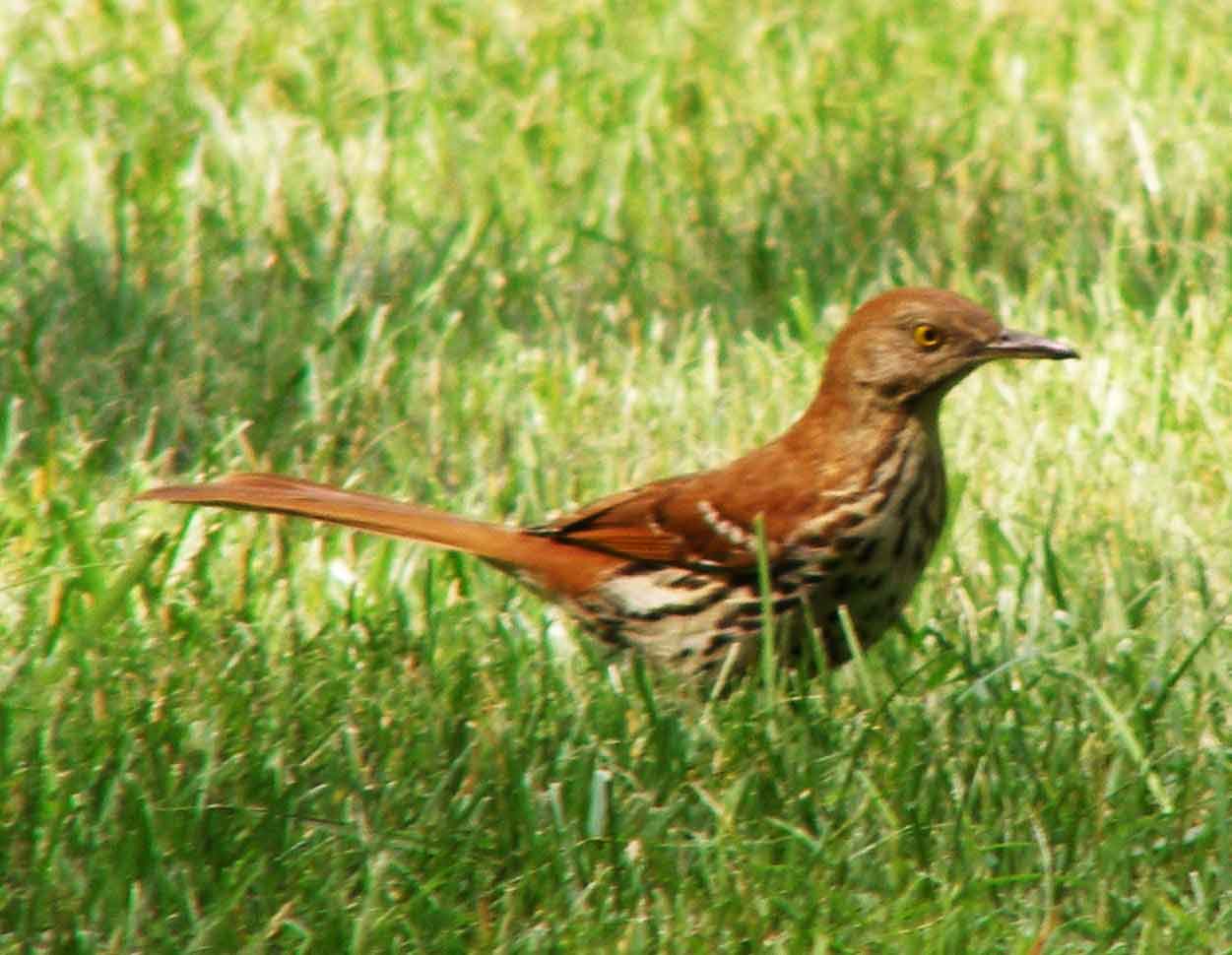 bird watching, C and O Canal, DC, Dick Maley, display, Fuji Digital Camera S9600, Hughes Hollow, Hunting Quarter Road, Marsh, Maryland, MD, Montgomery County, North America, photography, Poolesville, Potomac, Richard Maley, river, USA, Washington, Wetlands, Google Images, Brown Thrasher