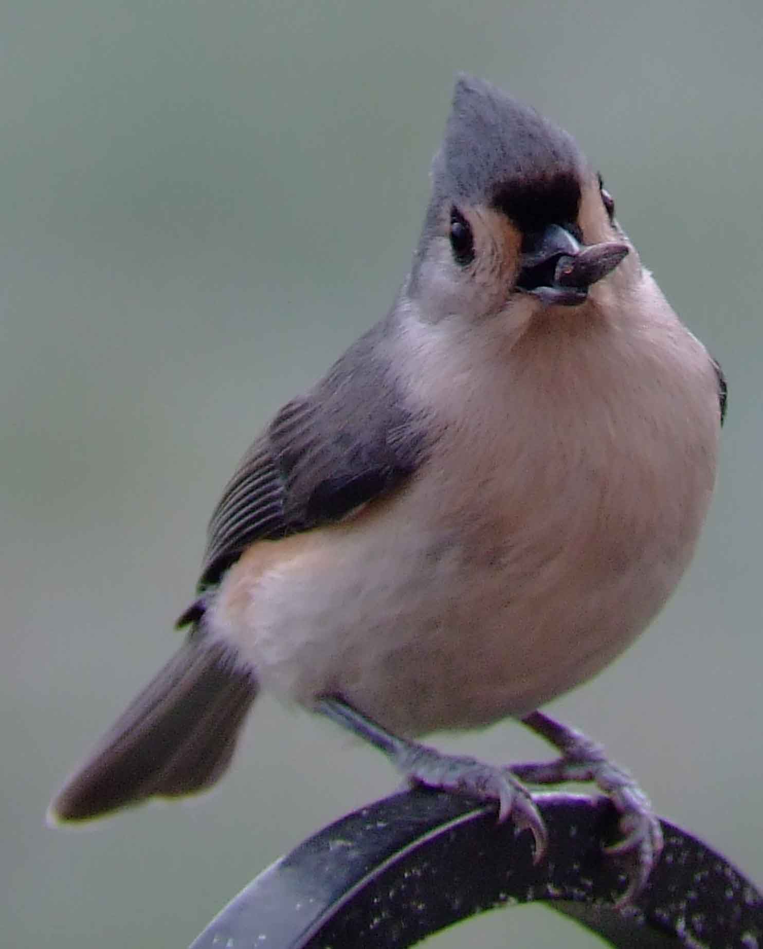 binoculars, bird watching, C&O Canal, camera, carolina wren, Class:Aves, DC, Dick Maley, digiscoping, display, Family:Paridae, focus, Fuji Digital Camera S9600, Genus:Parus, hiking, Hughes Hollow, Hunting Quarter Road, in focus, Infraclass:Neognathae, Infraorder:Passerida, Kingdom:	Animalia, Marsh, Maryland, mating, MD, Montgomery County, nature, North America, Order:Passeriformes, photography, photoshop, Phylum:Chordata, Poolesville, Potomac, Potomac Maryland, refractor, resolution, Richard Maley, ritual, river, sharp, Species:Parus bicolor, Subclass:Neornithes, Suborder:	Passeri, Superorder:Neoaves, telephoto, telescope, tufted titmouse, USA, Washington, Wetlands