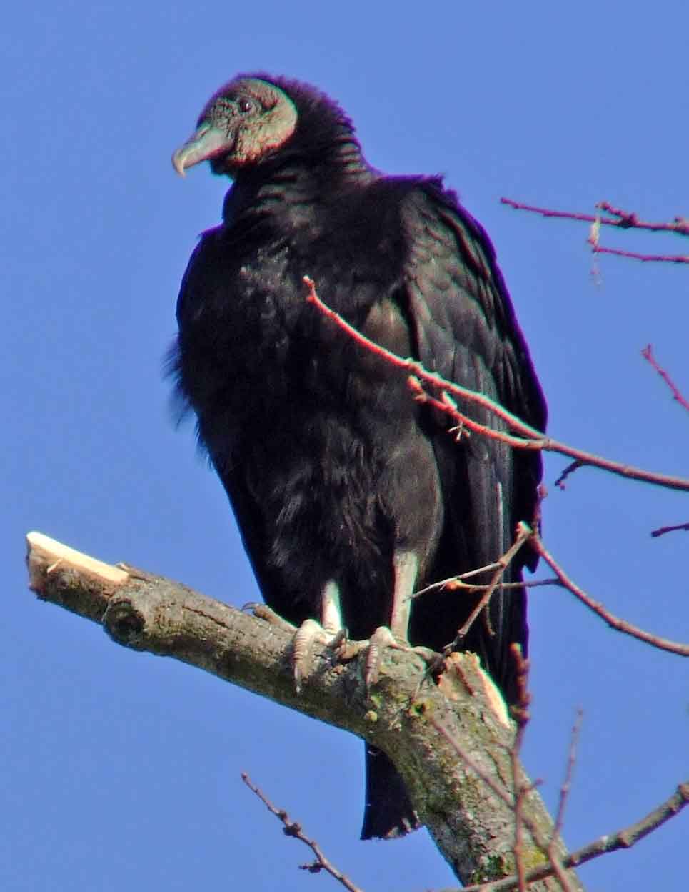 bird watching, C and O Canal, DC, Dick Maley, display, Fuji Digital Camera S9600, Hughes Hollow, Hunting Quarter Road, Marsh, Maryland, MD, Montgomery County, North America, photography, Poolesville, Potomac, Richard Maley, river, USA, Washington, Wetlands, Google Images, Black Vulture