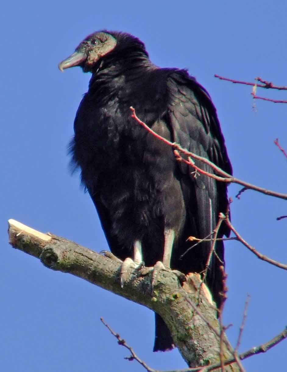 bird watching, C and O Canal, DC, Dick Maley, display, Fuji Digital Camera S9600, Hughes Hollow, Hunting Quarter Road, Marsh, Maryland, MD, Montgomery County, North America, photography, Poolesville, Potomac, Richard Maley, river, USA, Washington, Wetlands, Google Images, Black Vulture