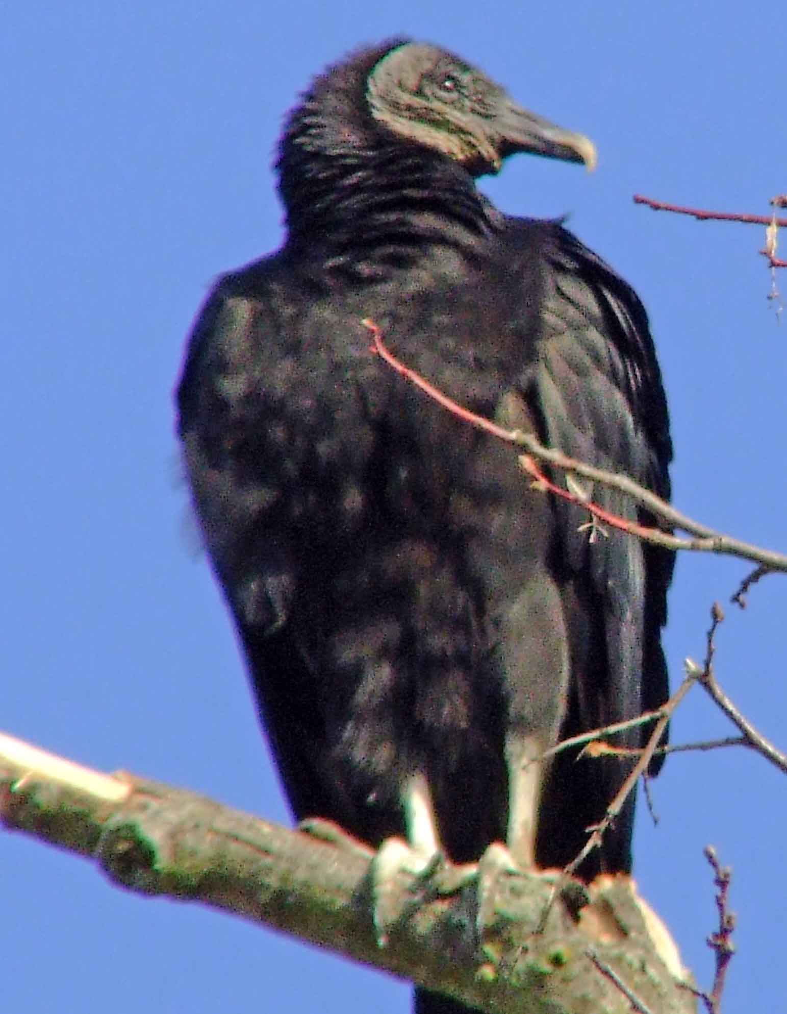 bird watching, C and O Canal, DC, Dick Maley, display, Fuji Digital Camera S9600, Hughes Hollow, Hunting Quarter Road, Marsh, Maryland, MD, Montgomery County, North America, photography, Poolesville, Potomac, Richard Maley, river, USA, Washington, Wetlands, Google Images, Black Vulture