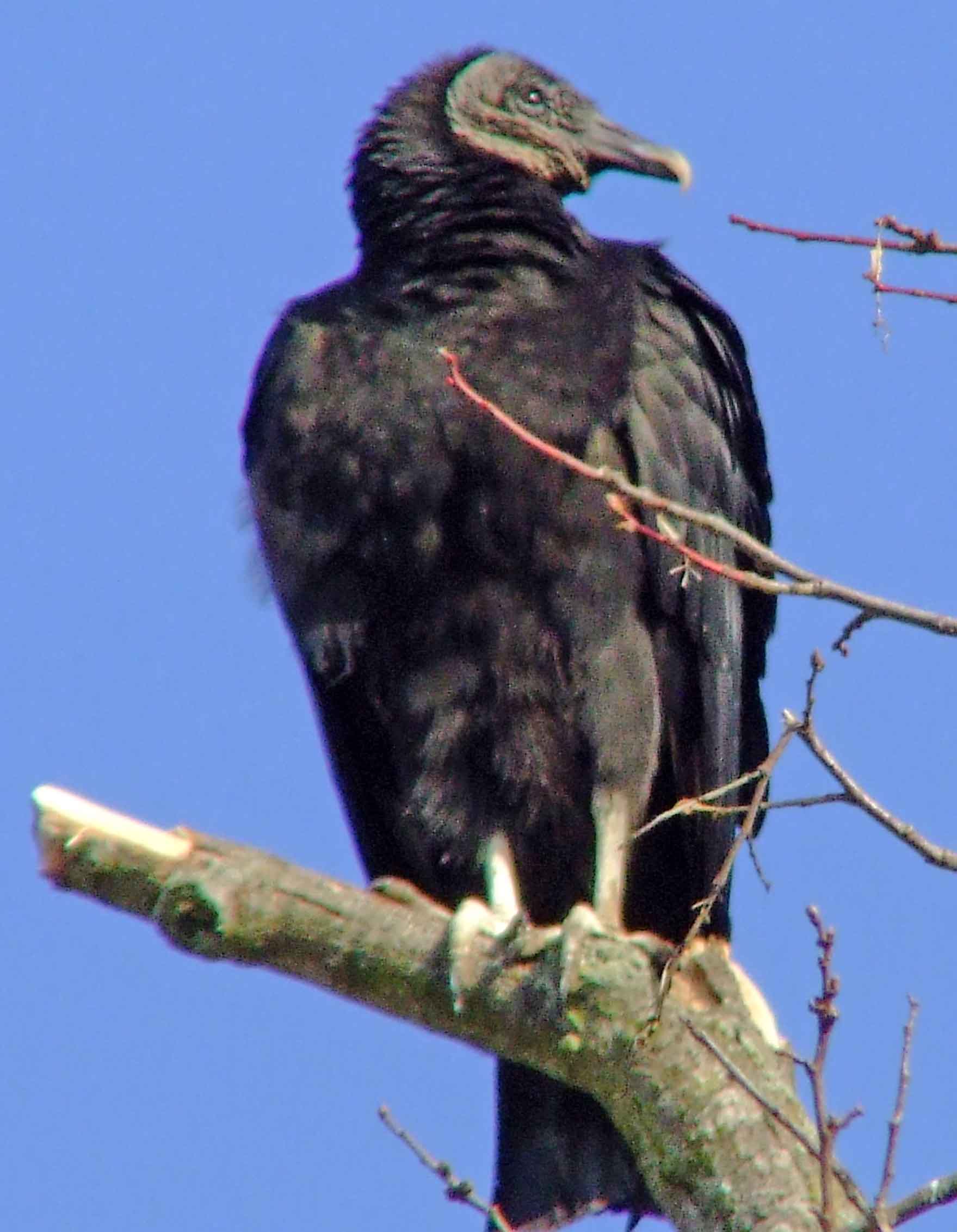 bird watching, C and O Canal, DC, Dick Maley, display, Fuji Digital Camera S9600, Hughes Hollow, Hunting Quarter Road, Marsh, Maryland, MD, Montgomery County, North America, photography, Poolesville, Potomac, Richard Maley, river, USA, Washington, Wetlands, Google Images, Black Vulture