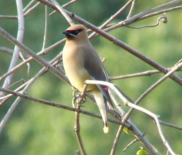 bird watching, C and O Canal, DC, Dick Maley, display, Fuji Digital Camera S9600, Hughes Hollow, Hunting Quarter Road, Marsh, Maryland, MD, Montgomery County, North America, photography, Poolesville, Potomac, Richard Maley, river, USA, Washington, Wetlands, Google Images, Cedar Waxwing