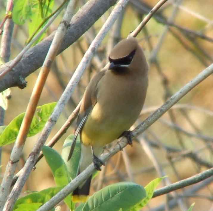 bird watching, C and O Canal, DC, Dick Maley, display, Fuji Digital Camera S9600, Hughes Hollow, Hunting Quarter Road, Marsh, Maryland, MD, Montgomery County, North America, photography, Poolesville, Potomac, Richard Maley, river, USA, Washington, Wetlands, Google Images, Cedar Waxwing