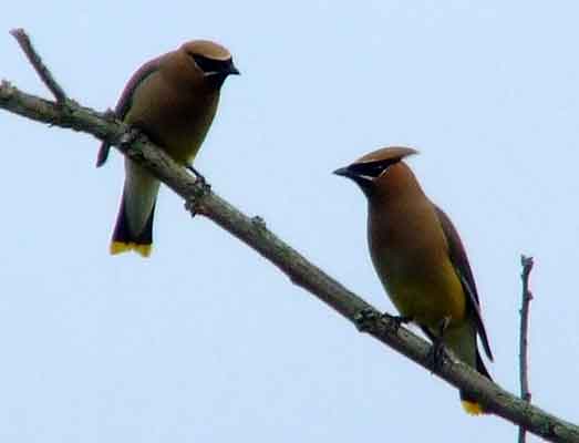 bird watching, C and O Canal, DC, Dick Maley, display, Fuji Digital Camera S9600, Hughes Hollow, Hunting Quarter Road, Marsh, Maryland, MD, Montgomery County, North America, photography, Poolesville, Potomac, Richard Maley, river, USA, Washington, Wetlands, Google Images, Cedar Waxwing