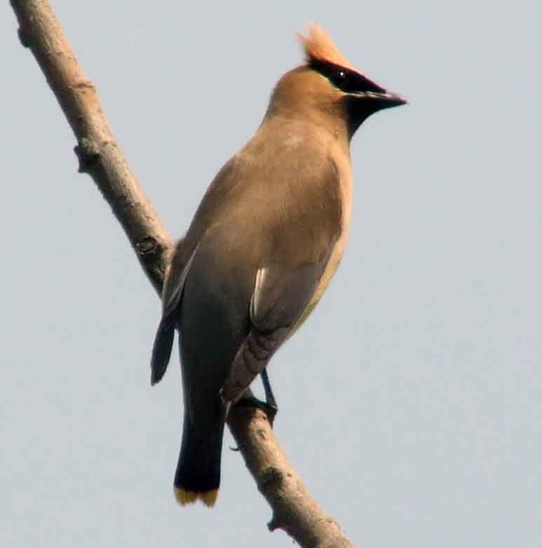 bird watching, C and O Canal, DC, Dick Maley, display, Fuji Digital Camera S9600, Hughes Hollow, Hunting Quarter Road, Marsh, Maryland, MD, Montgomery County, North America, photography, Poolesville, Potomac, Richard Maley, river, USA, Washington, Wetlands, Google Images, Cedar Waxwing