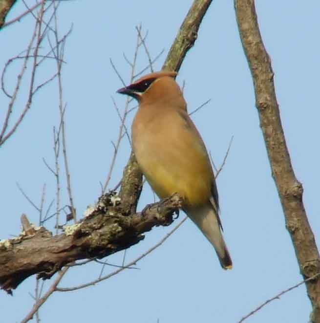 bird watching, C and O Canal, DC, Dick Maley, display, Fuji Digital Camera S9600, Hughes Hollow, Hunting Quarter Road, Marsh, Maryland, MD, Montgomery County, North America, photography, Poolesville, Potomac, Richard Maley, river, USA, Washington, Wetlands, Google Images, Cedar Waxwing