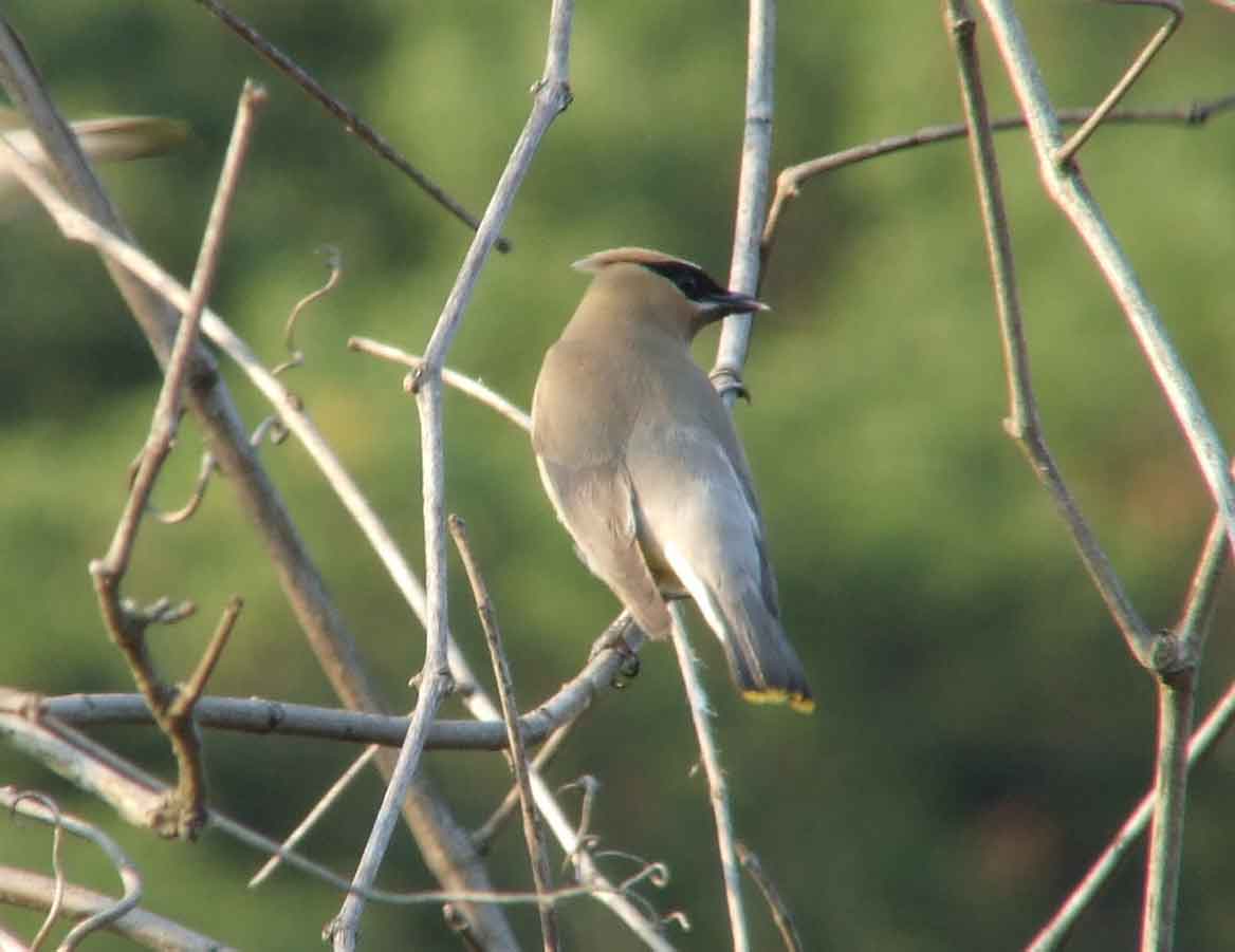 bird watching, C and O Canal, DC, Dick Maley, display, Fuji Digital Camera S9600, Hughes Hollow, Hunting Quarter Road, Marsh, Maryland, MD, Montgomery County, North America, photography, Poolesville, Potomac, Richard Maley, river, USA, Washington, Wetlands, Google Images, Cedar Waxwing