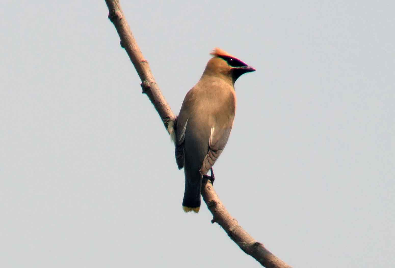 bird watching, C and O Canal, DC, Dick Maley, display, Fuji Digital Camera S9600, Hughes Hollow, Hunting Quarter Road, Marsh, Maryland, MD, Montgomery County, North America, photography, Poolesville, Potomac, Richard Maley, river, USA, Washington, Wetlands, Google Images, Cedar Waxwing