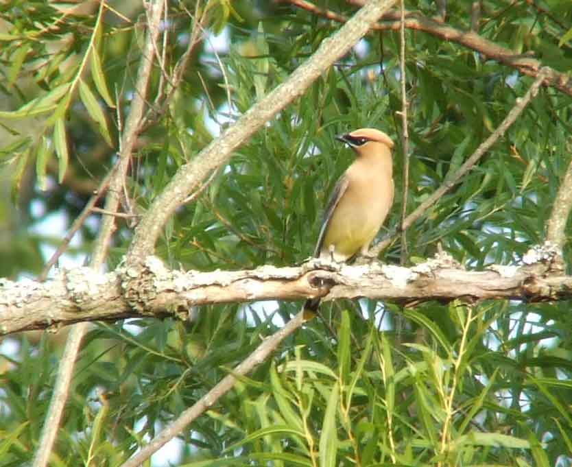 bird watching, C and O Canal, DC, Dick Maley, display, Fuji Digital Camera S9600, Hughes Hollow, Hunting Quarter Road, Marsh, Maryland, MD, Montgomery County, North America, photography, Poolesville, Potomac, Richard Maley, river, USA, Washington, Wetlands, Google Images, Cedar Waxwing