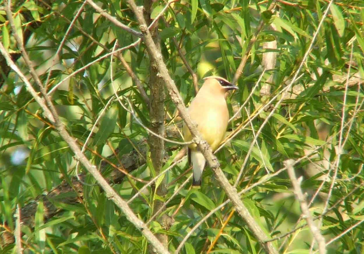 bird watching, C and O Canal, DC, Dick Maley, display, Fuji Digital Camera S9600, Hughes Hollow, Hunting Quarter Road, Marsh, Maryland, MD, Montgomery County, North America, photography, Poolesville, Potomac, Richard Maley, river, USA, Washington, Wetlands, Google Images, Cedar Waxwing