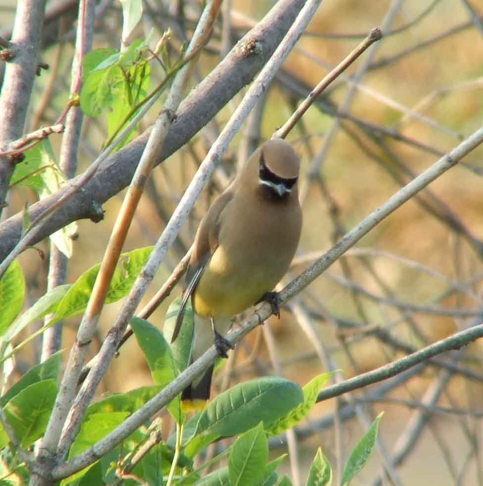 bird watching, C and O Canal, DC, Dick Maley, display, Fuji Digital Camera S9600, Hughes Hollow, Hunting Quarter Road, Marsh, Maryland, MD, Montgomery County, North America, photography, Poolesville, Potomac, Richard Maley, river, USA, Washington, Wetlands, Google Images, Cedar Waxwing