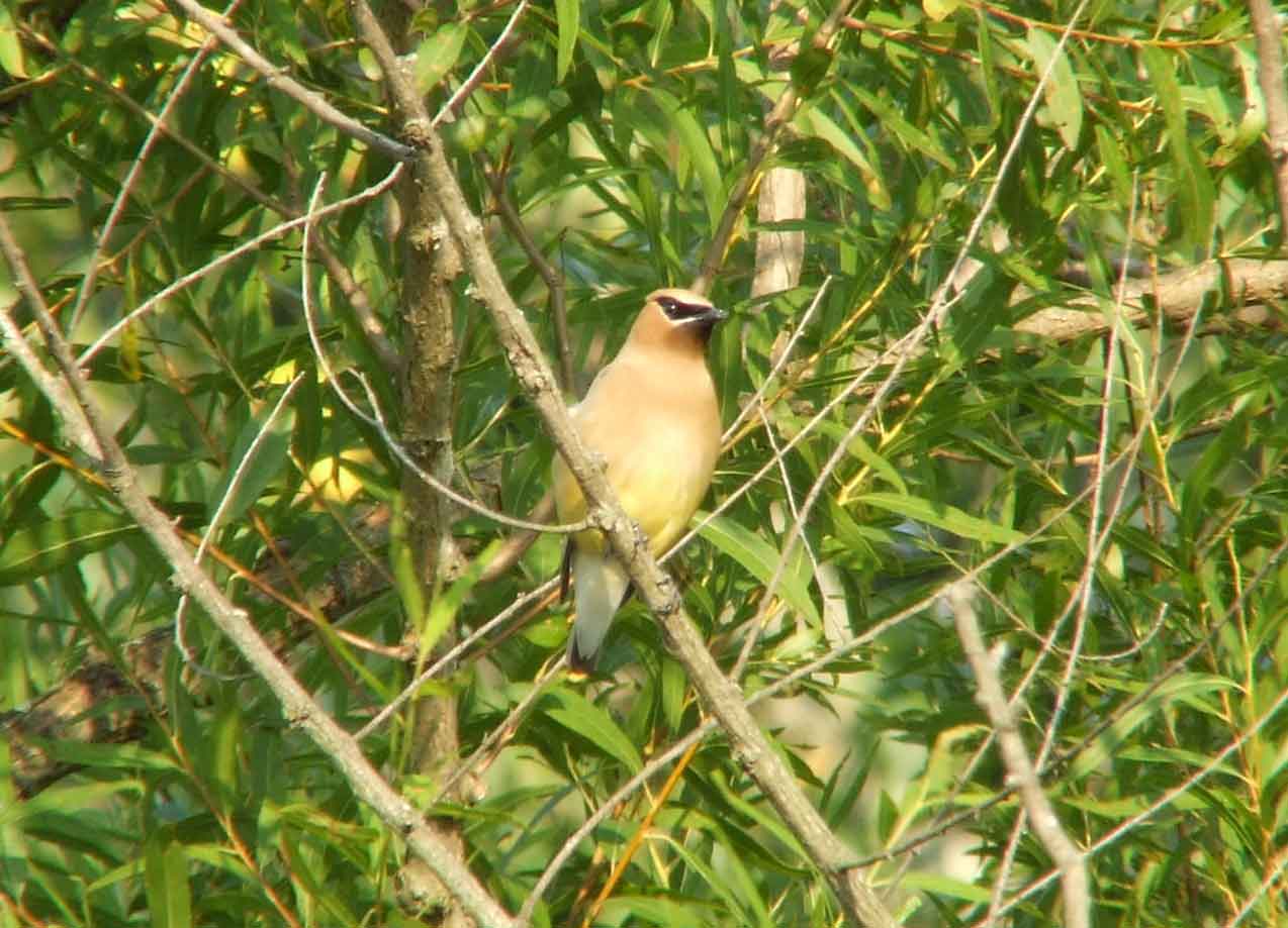 bird watching, C and O Canal, DC, Dick Maley, display, Fuji Digital Camera S9600, Hughes Hollow, Hunting Quarter Road, Marsh, Maryland, MD, Montgomery County, North America, photography, Poolesville, Potomac, Richard Maley, river, USA, Washington, Wetlands, Google Images, Cedar Waxwing