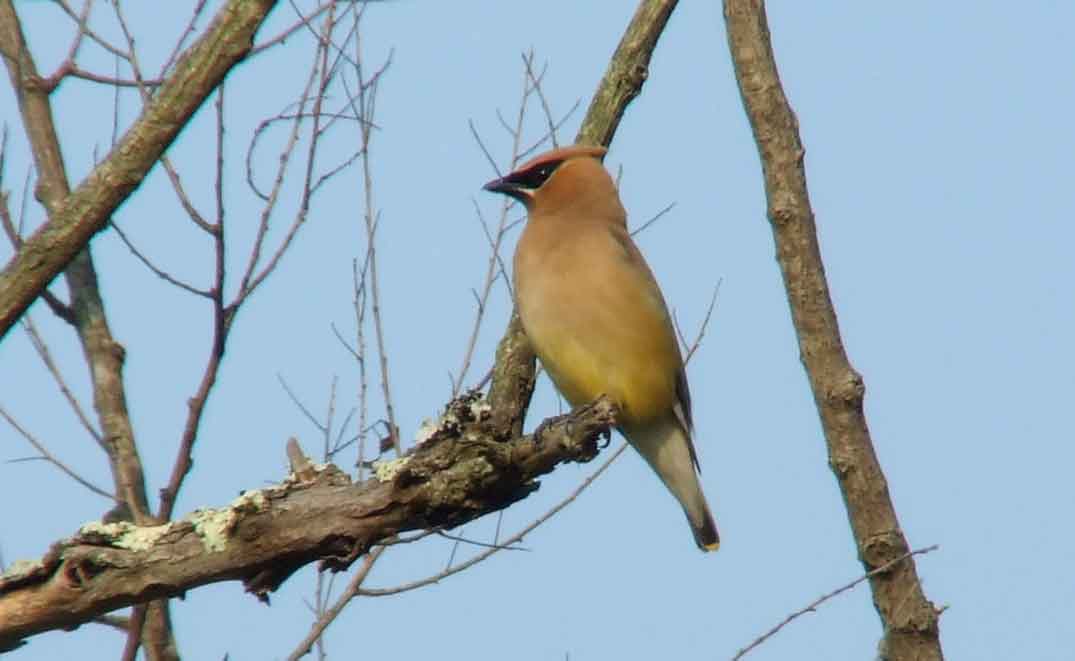 bird watching, C and O Canal, DC, Dick Maley, display, Fuji Digital Camera S9600, Hughes Hollow, Hunting Quarter Road, Marsh, Maryland, MD, Montgomery County, North America, photography, Poolesville, Potomac, Richard Maley, river, USA, Washington, Wetlands, Google Images, Cedar Waxwing