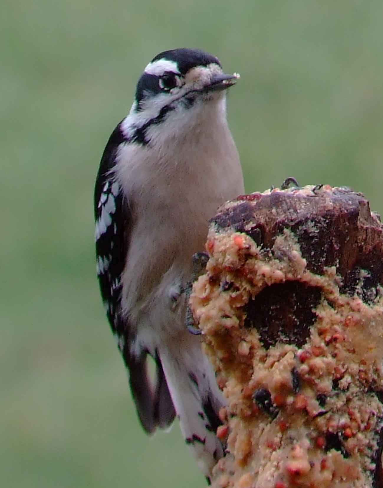 binoculars, bird watching, black beak, C&O Canal, camera, Class:Aves, DC, Dick Maley, digiscoping, display, Downy Woodpecker, Family:Picidae, female, focus, Fuji Digital Camera S9600, Genus:Picoides, Hughes Hollow, Hunting Quarter Road, in focus, Marsh, Maryland, MD, Montgomery County, North America, Order:Piciformes, photography, photoshop, Picoides pubescens, Poolesville, Potomac, Potomac Maryland, refractor, resolution, Richard Maley, river, sharp, smallest woodpecker in North America, Species:Picoides pubescens, telephoto, telescope, USA, Washington, Wetlands, white breast