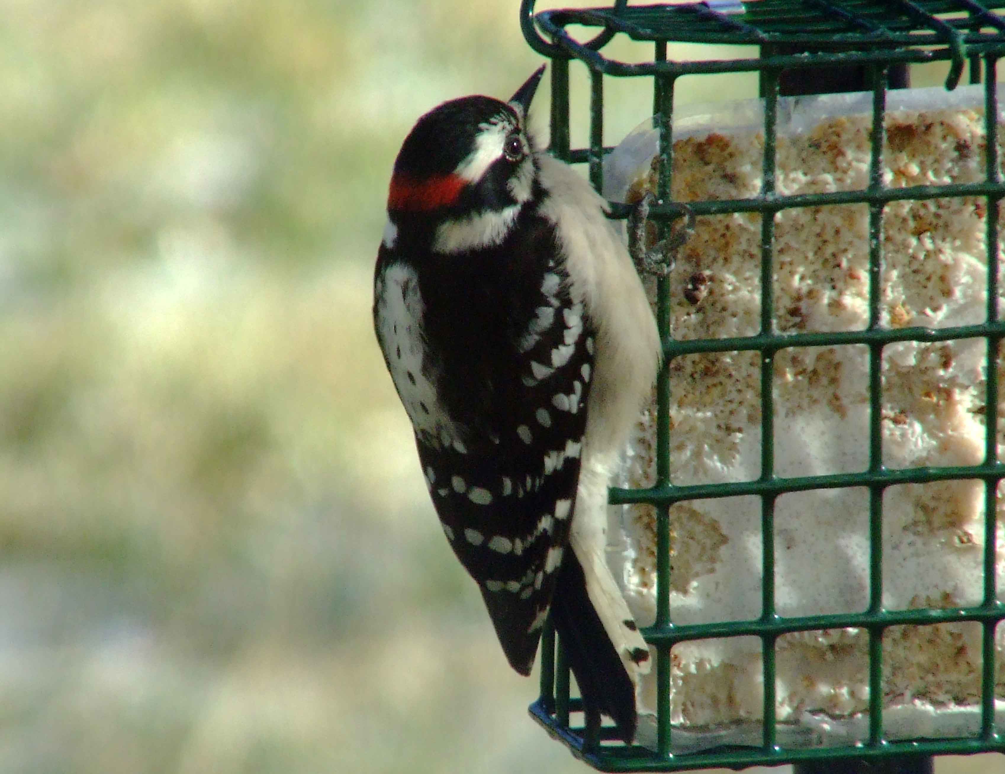 bird watching, C and O Canal, DC, Dick Maley, display, Fuji Digital Camera S9600, Hughes Hollow, Hunting Quarter Road, Marsh, Maryland, MD, Montgomery County, North America, photography, Poolesville, Potomac, Richard Maley, river, USA, Washington, Wetlands, Google Images, Downy Woodpecker, Male