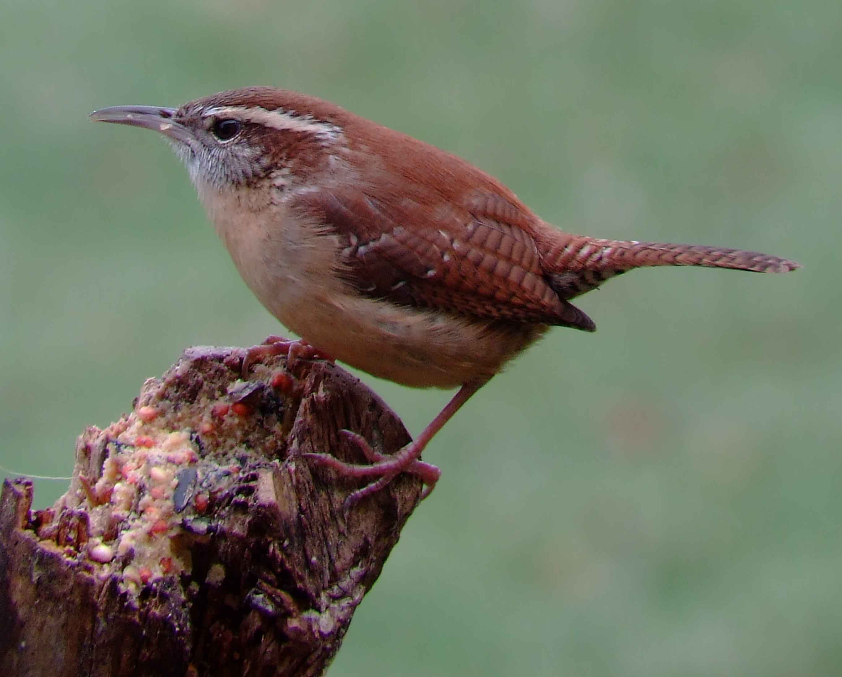 binoculars, bird watching, C&O Canal, camera, carolina wren, Class:Aves, DC, Dick Maley, digiscoping, display, Family:Troglodytidae, focus, Fuji Digital Camera S9600, Hughes Hollow, Hunting Quarter Road, in focus, Marsh, Maryland, mating, MD, Montgomery County, North America, Order:Passeriformes, photography, photoshop, Poolesville, Potomac, Potomac Maryland, refractor, resolution, Richard Maley, ritual, river, sharp, state bird of South Carolina, telephoto, telescope, Thryothorus ludovicianus, USA, Washington, Wetlands