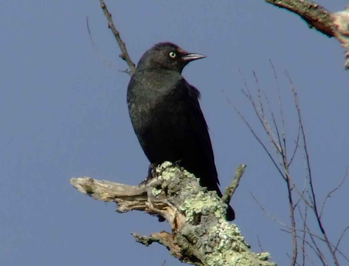 binoculars, bird watching, black bib, black cap, C&O Canal, camera, Class: Aves, Class:Aves, DC, Dick Maley, digiscoping, display, Family: Icteridae, focus, Fuji Digital Camera S9600, Genus: Euphagus, Google Images, Hughes Hollow, Hunting Quarter Road, in focus, Kingdom:Animalia, Marsh, Maryland, MD, Montgomery County, North America, Order: Passeriformes, photography, photoshop, Phylum:Chordata, Poolesville, Potomac, Potomac Maryland, refractor, resolution, Richard Maley, ritual, river, rusty blackbird, sharp, Species: E carolinus, telephoto, telescope, USA, Washington, Wetlands