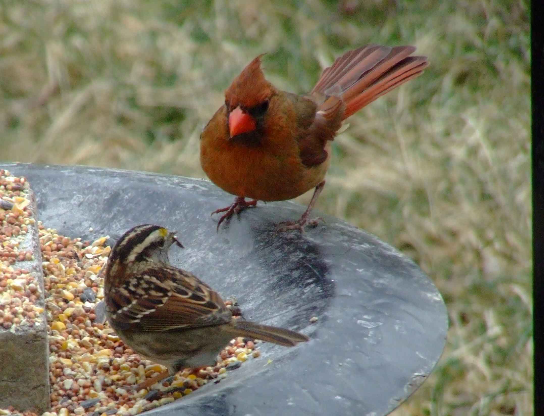 bird watching, black mask, C&O Canal, Cardinalis cardinalis, Class: Aves, crest, DC, Dick Maley, display, Family: Cardinalidae, Fuji Digital Camera S9600, Genus: Cardinalis, Google Images, Hughes Hollow, Hunting Quarter Road, Kingdom: Animalia, Marsh, Maryland, MD, Montgomery County, North America, Northern Cardinal, Order: Passeriformes, photography, Phylum: Chordata, Poolesville, Potomac, Redbird, Richard Maley, river, Species: C cardinalis, USA, Virginia nightingale, Washington, Wetlands