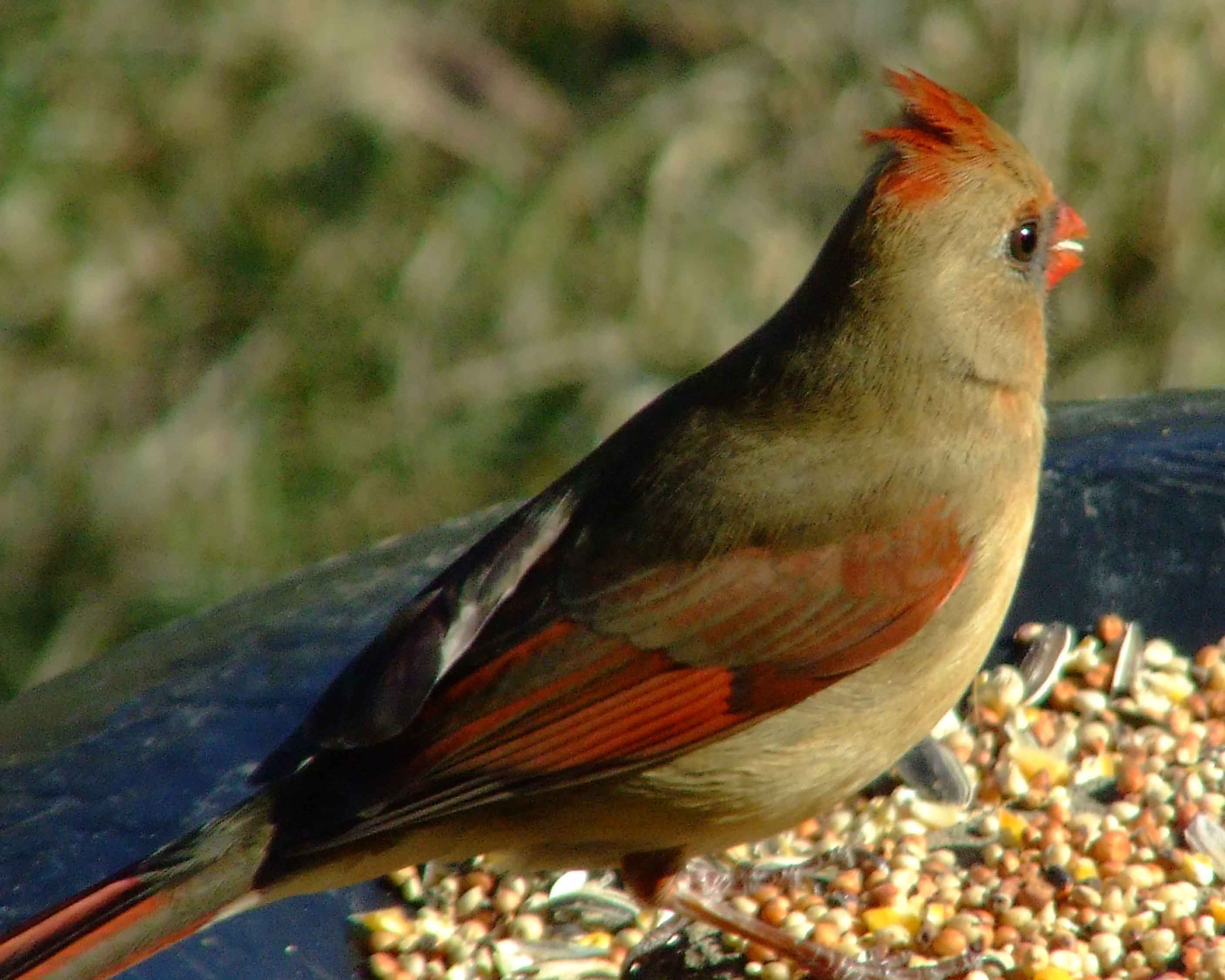 bird watching, black mask, C&O Canal, Cardinalis cardinalis, Class: Aves, crest, DC, Dick Maley, display, Family: Cardinalidae, Fuji Digital Camera S9600, Genus: Cardinalis, Google Images, Hughes Hollow, Hunting Quarter Road, Kingdom: Animalia, Marsh, Maryland, MD, Montgomery County, North America, Northern Cardinal, Order: Passeriformes, photography, Phylum: Chordata, Poolesville, Potomac, Redbird, Richard Maley, river, Species: C cardinalis, USA, Virginia nightingale, Washington, Wetlands