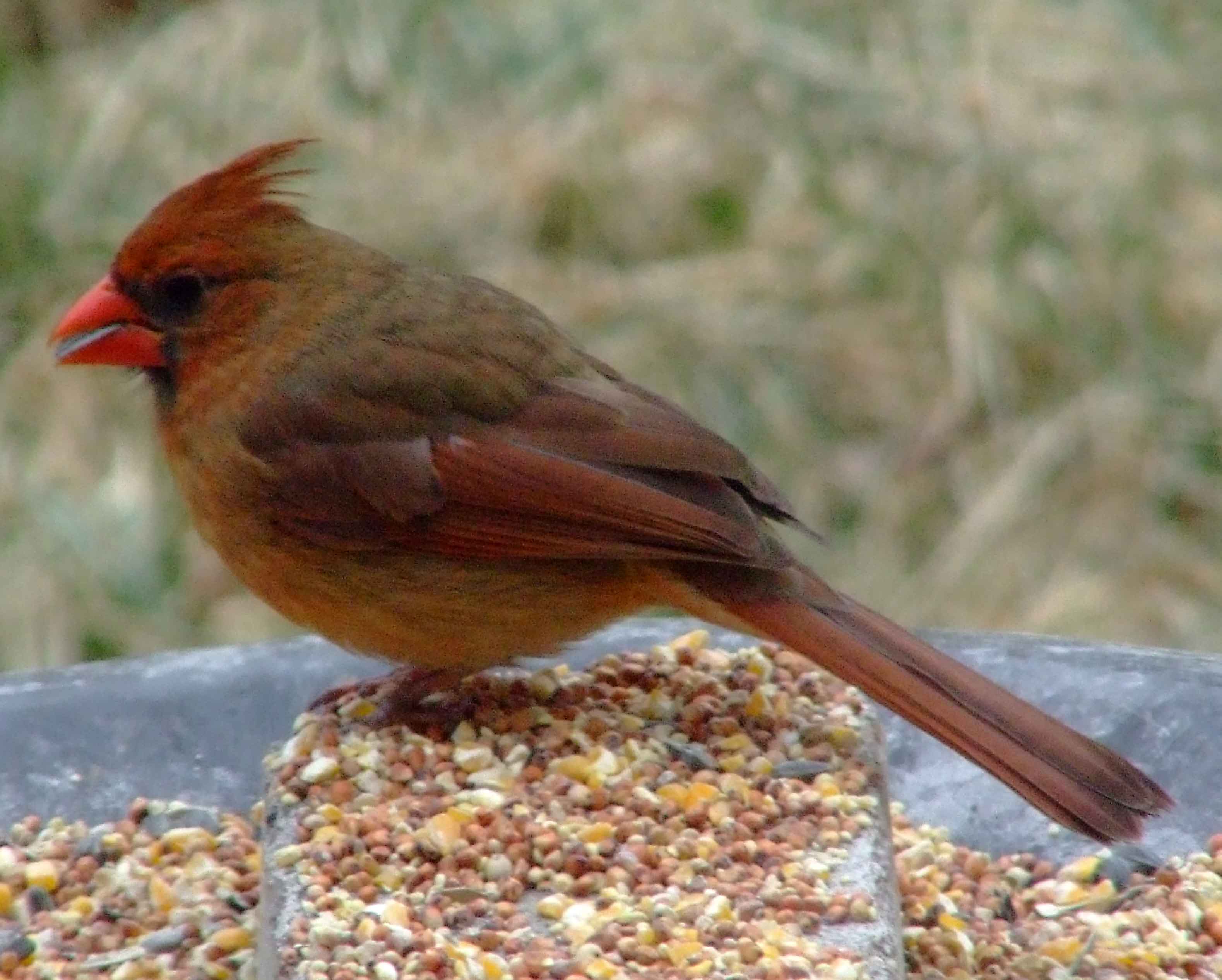 bird watching, black mask, C&O Canal, Cardinalis cardinalis, Class: Aves, crest, DC, Dick Maley, display, Family: Cardinalidae, Fuji Digital Camera S9600, Genus: Cardinalis, Google Images, Hughes Hollow, Hunting Quarter Road, Kingdom: Animalia, Marsh, Maryland, MD, Montgomery County, North America, Northern Cardinal, Order: Passeriformes, photography, Phylum: Chordata, Poolesville, Potomac, Redbird, Richard Maley, river, Species: C cardinalis, USA, Virginia nightingale, Washington, Wetlands