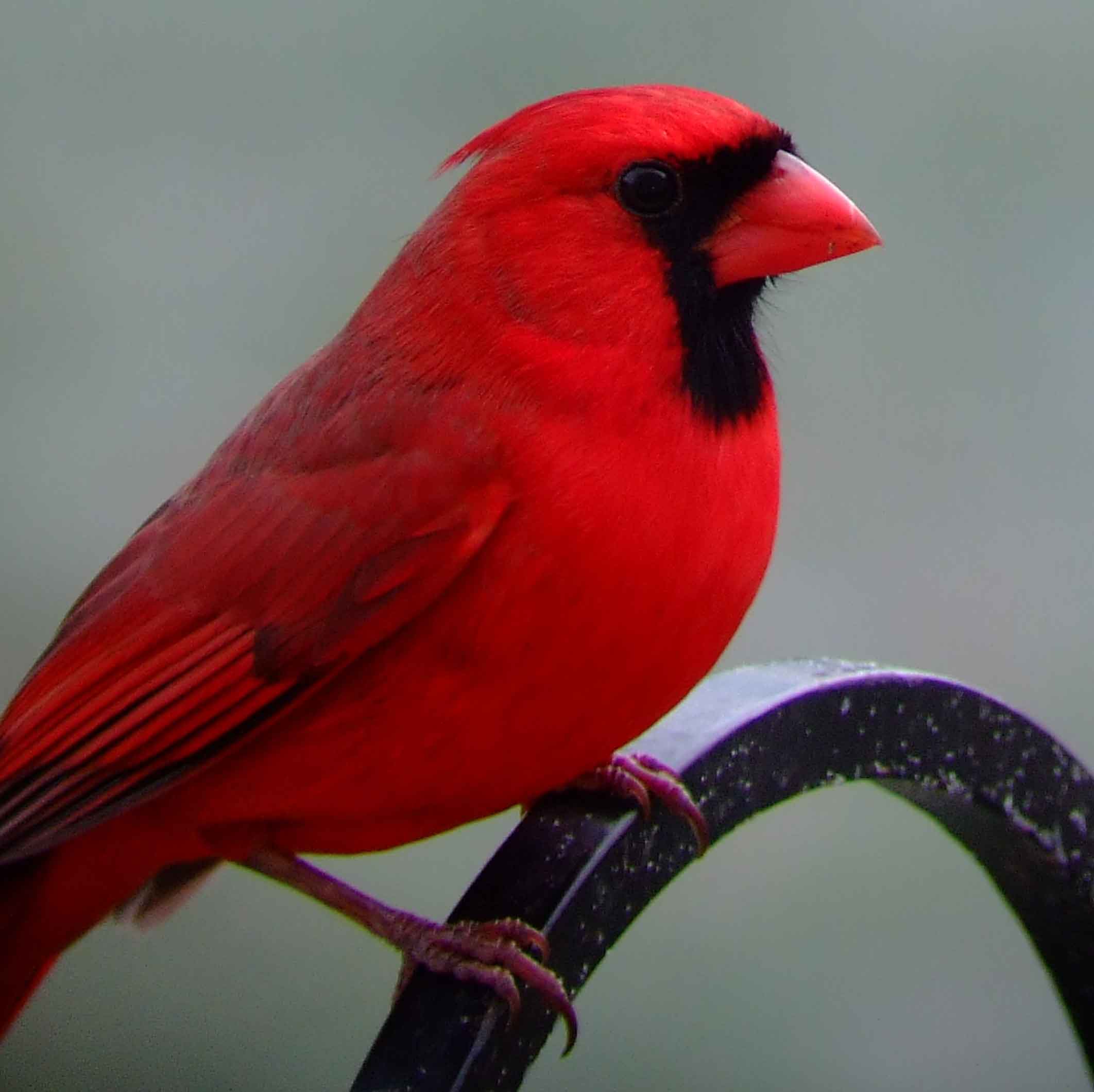 bird watching, black mask, C&O Canal, Cardinalis cardinalis, Class: Aves, crest, DC, Dick Maley, display, Family: Cardinalidae, Fuji Digital Camera S9600, Genus: Cardinalis, Google Images, Hughes Hollow, Hunting Quarter Road, Kingdom: Animalia, Marsh, Maryland, MD, Montgomery County, North America, Northern Cardinal, Order: Passeriformes, photography, Phylum: Chordata, Poolesville, Potomac, Redbird, Richard Maley, river, Species: C cardinalis, USA, Virginia nightingale, Washington, Wetlands