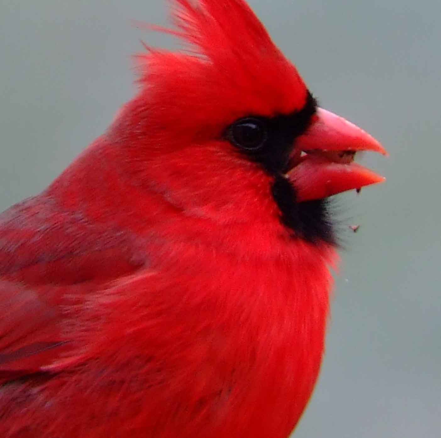 bird watching, black mask, C&O Canal, Cardinalis cardinalis, Class: Aves, crest, DC, Dick Maley, display, Family: Cardinalidae, Fuji Digital Camera S9600, Genus: Cardinalis, Google Images, Hughes Hollow, Hunting Quarter Road, Kingdom: Animalia, Marsh, Maryland, MD, Montgomery County, North America, Northern Cardinal, Order: Passeriformes, photography, Phylum: Chordata, Poolesville, Potomac, Redbird, Richard Maley, river, Species: C cardinalis, USA, Virginia nightingale, Washington, Wetlands