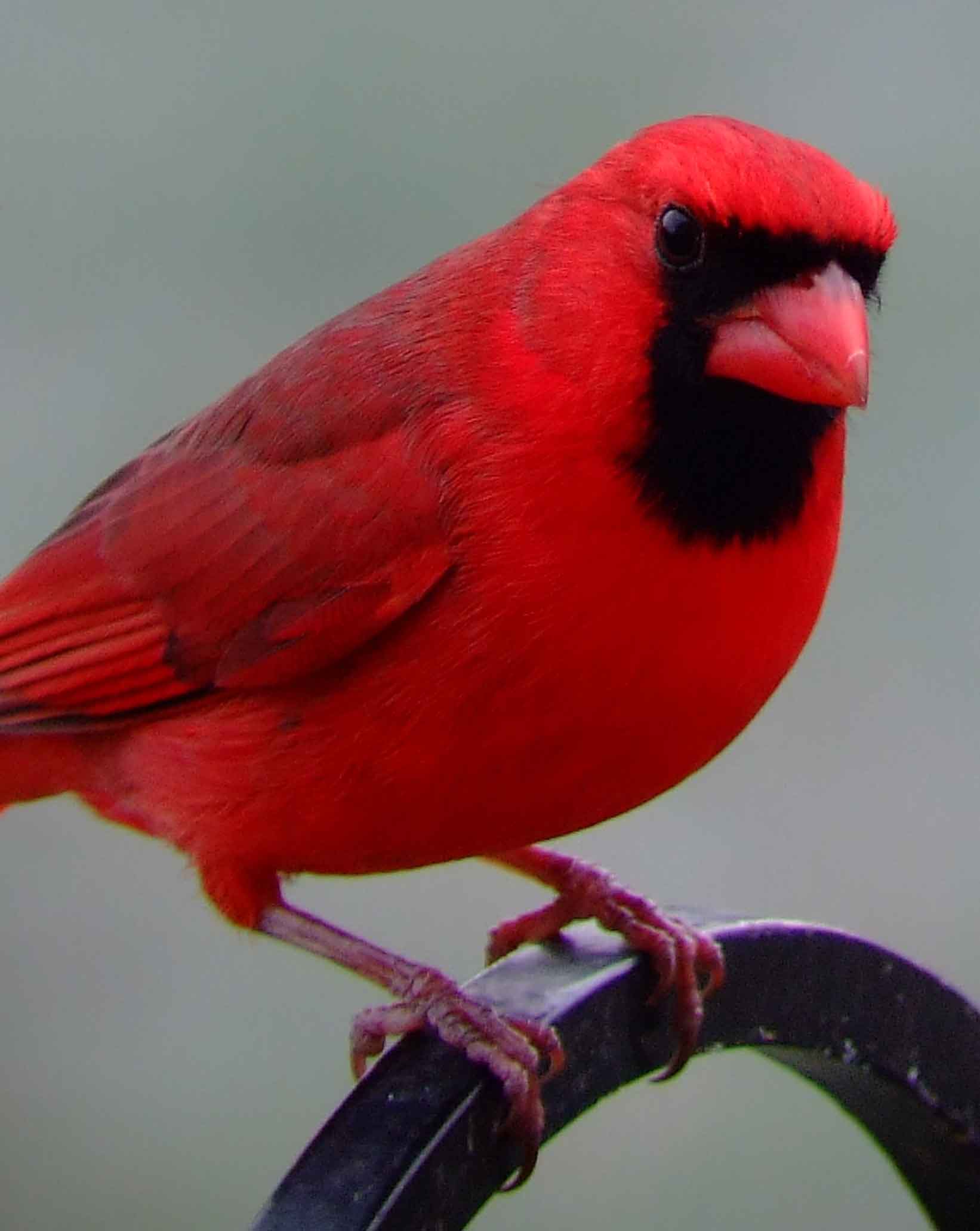 bird watching, black mask, C&O Canal, Cardinalis cardinalis, Class: Aves, crest, DC, Dick Maley, display, Family: Cardinalidae, Fuji Digital Camera S9600, Genus: Cardinalis, Google Images, Hughes Hollow, Hunting Quarter Road, Kingdom: Animalia, Marsh, Maryland, MD, Montgomery County, North America, Northern Cardinal, Order: Passeriformes, photography, Phylum: Chordata, Poolesville, Potomac, Redbird, Richard Maley, river, Species: C cardinalis, USA, Virginia nightingale, Washington, Wetlands