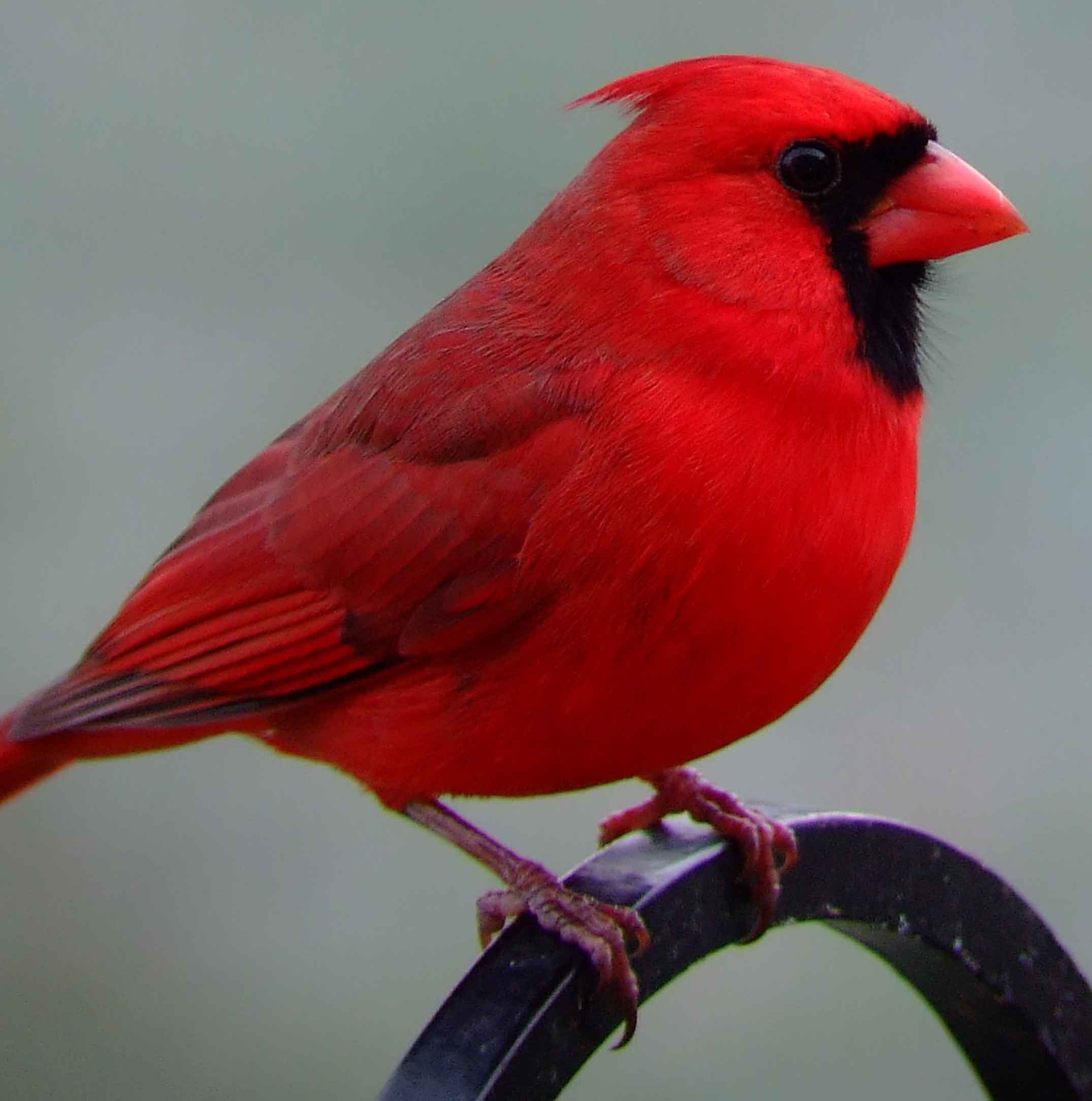 bird watching, black mask, C&O Canal, Cardinalis cardinalis, Class: Aves, crest, DC, Dick Maley, display, Family: Cardinalidae, Fuji Digital Camera S9600, Genus: Cardinalis, Google Images, Hughes Hollow, Hunting Quarter Road, Kingdom: Animalia, Marsh, Maryland, MD, Montgomery County, North America, Northern Cardinal, Order: Passeriformes, photography, Phylum: Chordata, Poolesville, Potomac, Redbird, Richard Maley, river, Species: C cardinalis, USA, Virginia nightingale, Washington, Wetlands