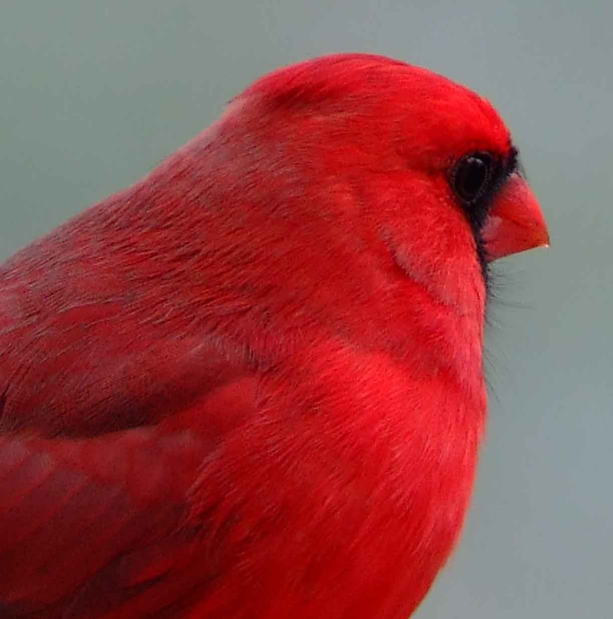 bird watching, black mask, C&O Canal, Cardinalis cardinalis, Class: Aves, crest, DC, Dick Maley, display, Family: Cardinalidae, Fuji Digital Camera S9600, Genus: Cardinalis, Google Images, Hughes Hollow, Hunting Quarter Road, Kingdom: Animalia, Marsh, Maryland, MD, Montgomery County, North America, Northern Cardinal, Order: Passeriformes, photography, Phylum: Chordata, Poolesville, Potomac, Redbird, Richard Maley, river, Species: C cardinalis, USA, Virginia nightingale, Washington, Wetlands