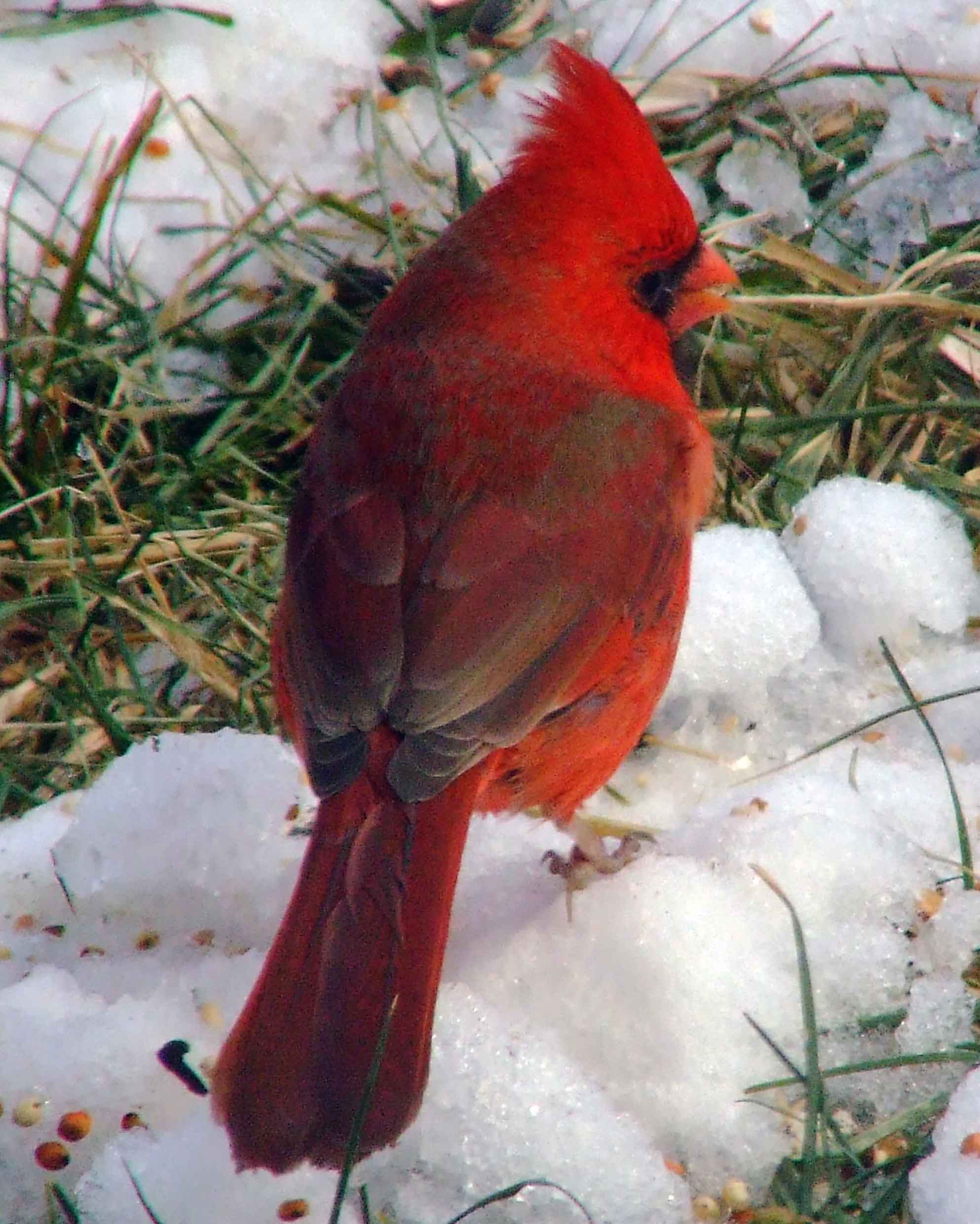 bird watching, black mask, C&O Canal, Cardinalis cardinalis, Class: Aves, crest, DC, Dick Maley, display, Family: Cardinalidae, Fuji Digital Camera S9600, Genus: Cardinalis, Google Images, Hughes Hollow, Hunting Quarter Road, Kingdom: Animalia, Marsh, Maryland, MD, Montgomery County, North America, Northern Cardinal, Order: Passeriformes, photography, Phylum: Chordata, Poolesville, Potomac, Redbird, Richard Maley, river, Species: C cardinalis, USA, Virginia nightingale, Washington, Wetlands